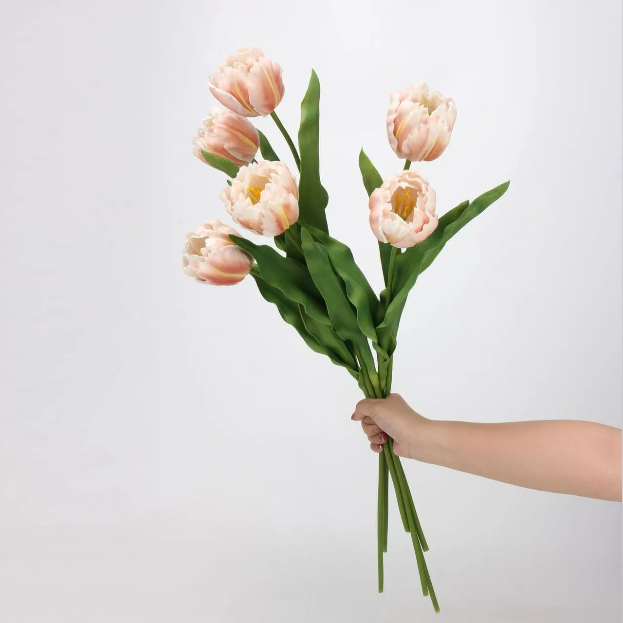 tulipán rococo