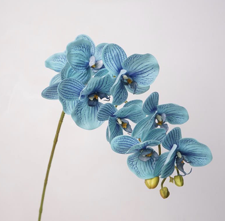 Orquídea de Phalaenopsis