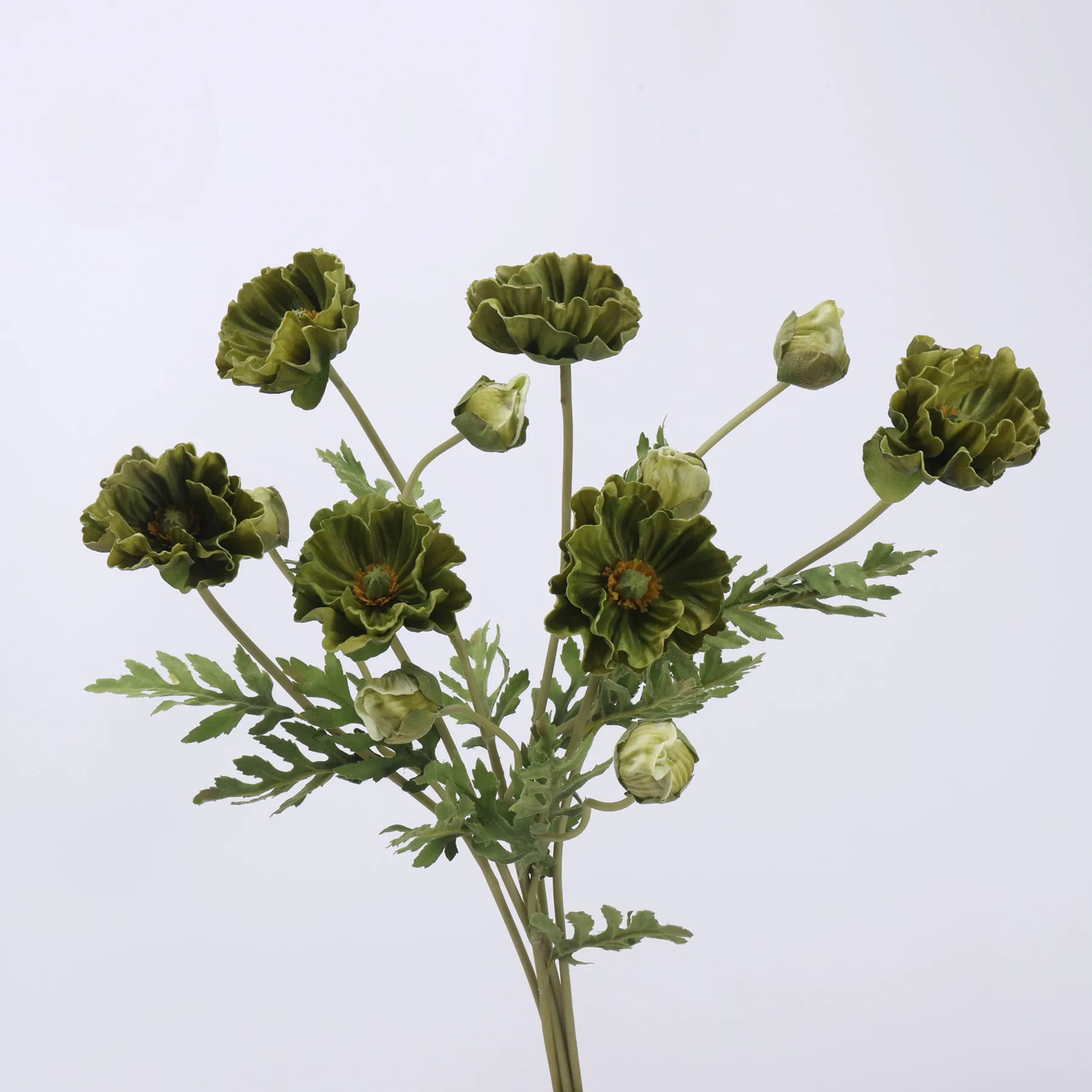 amapola de maíz