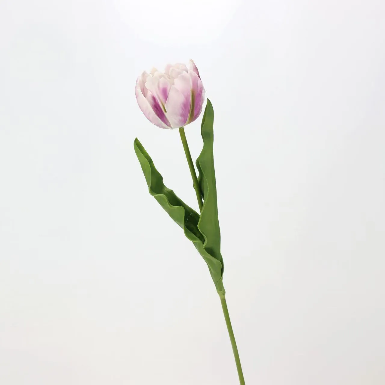tulipán rococo