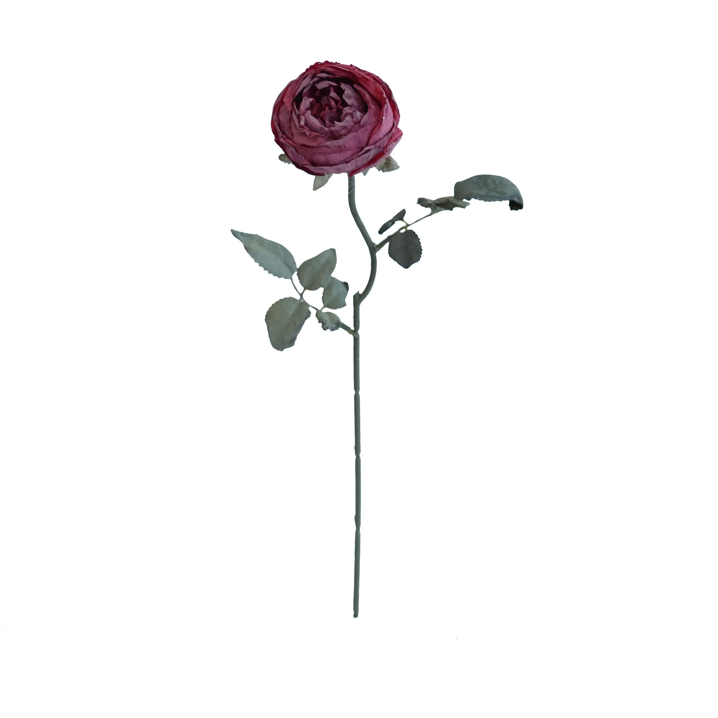 Joanna Montana Rose