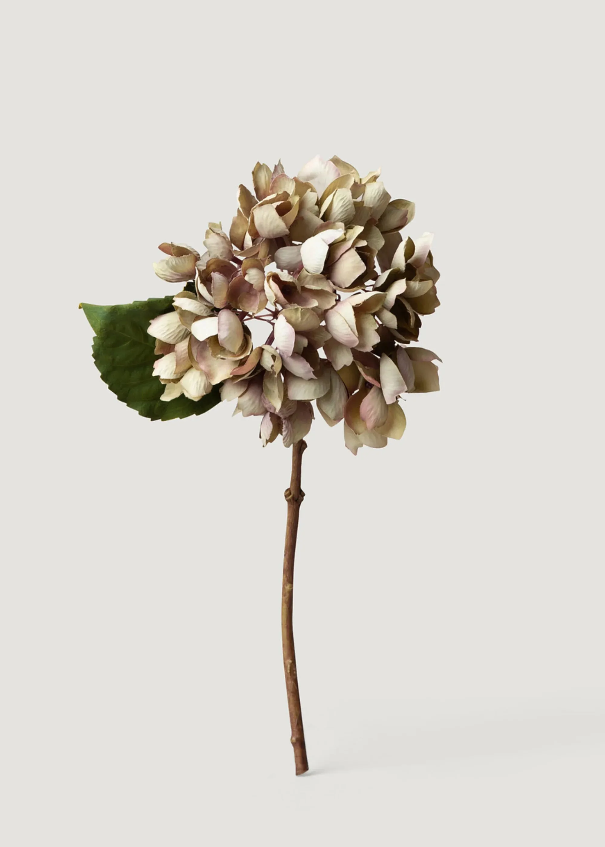 Mirada seca Flor de hortensia falsa