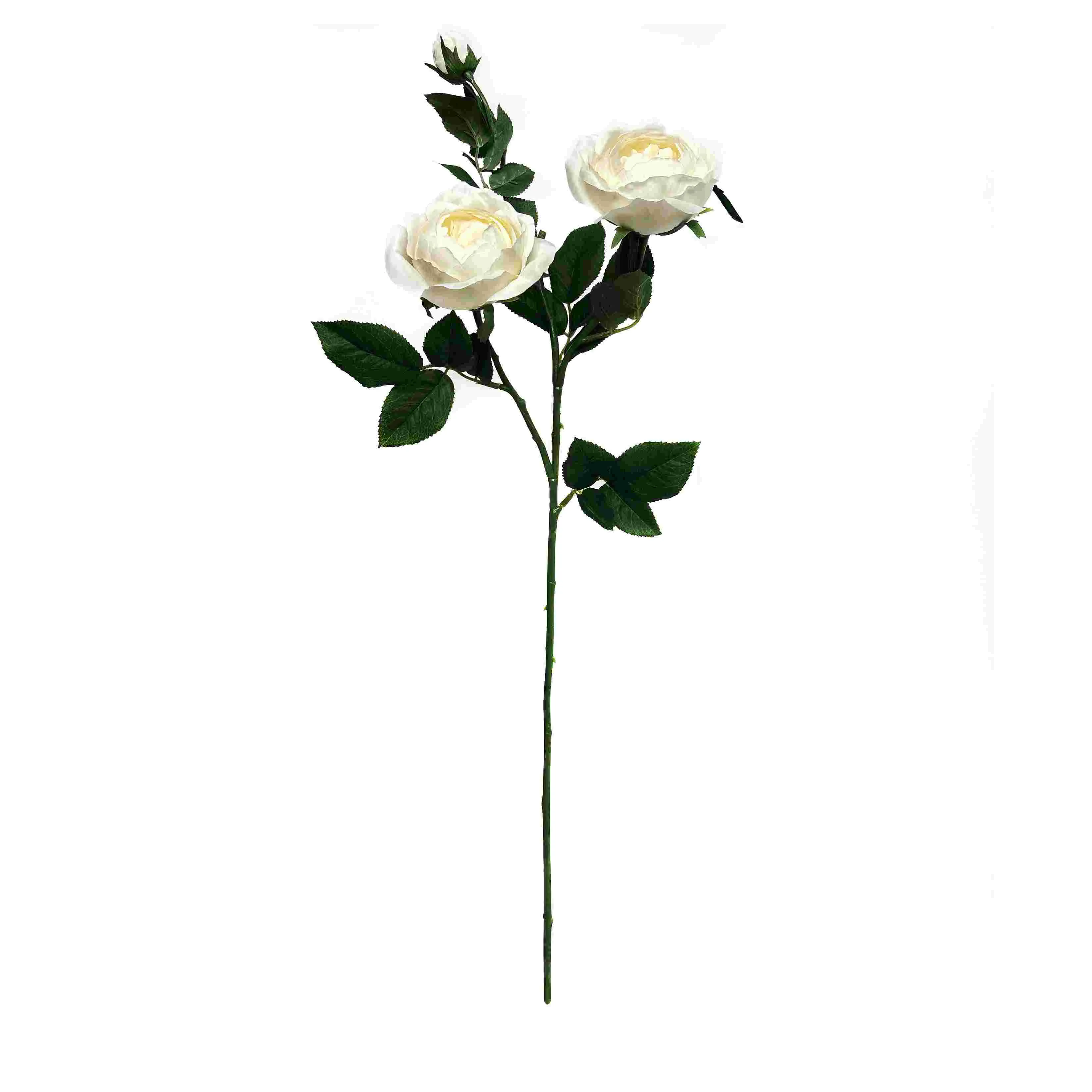 Una sola rosa de mariposa