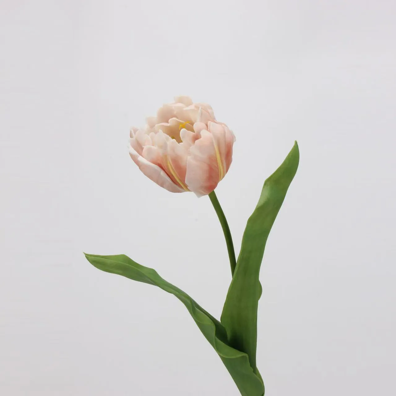 tulipán rococo