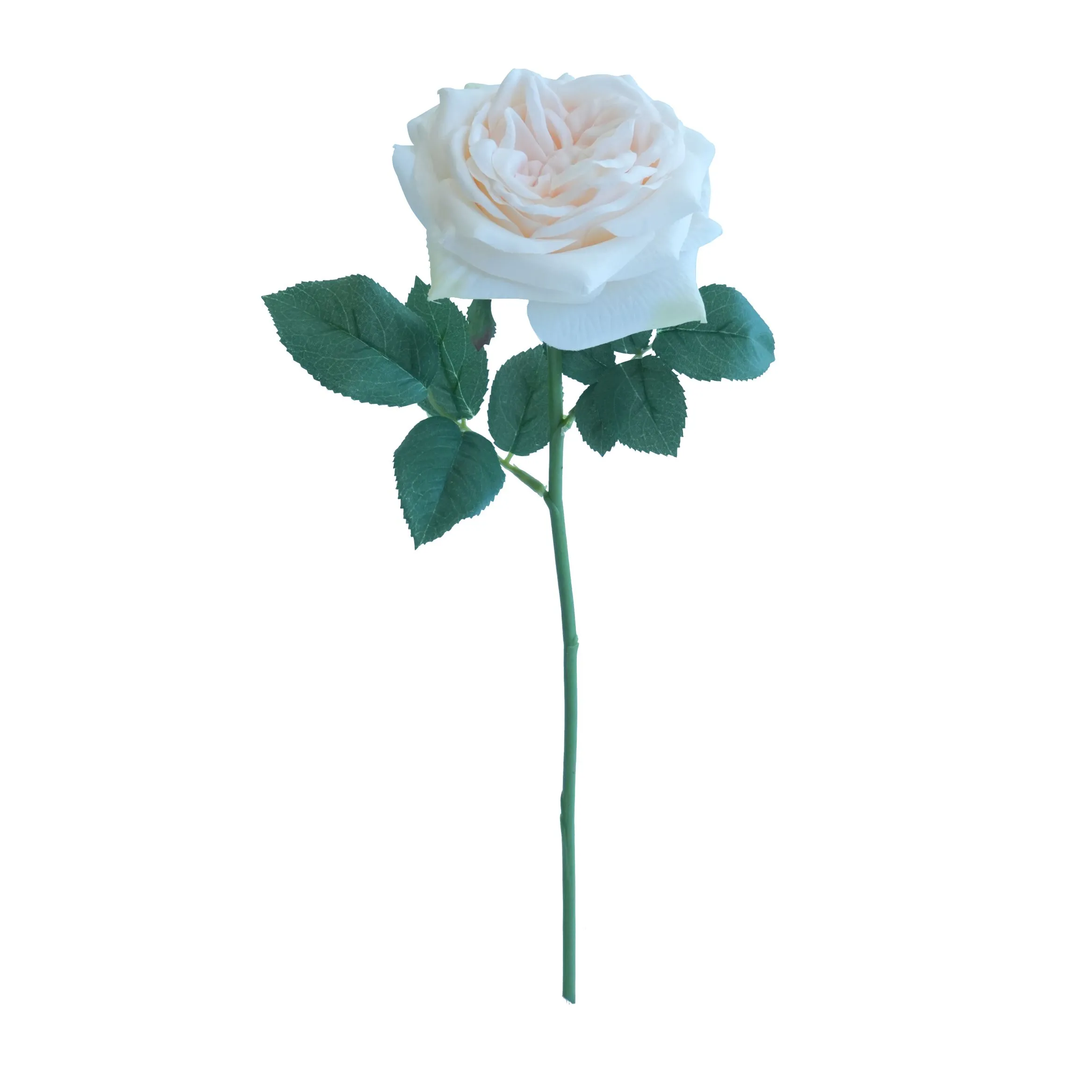 Rose de lirio corto