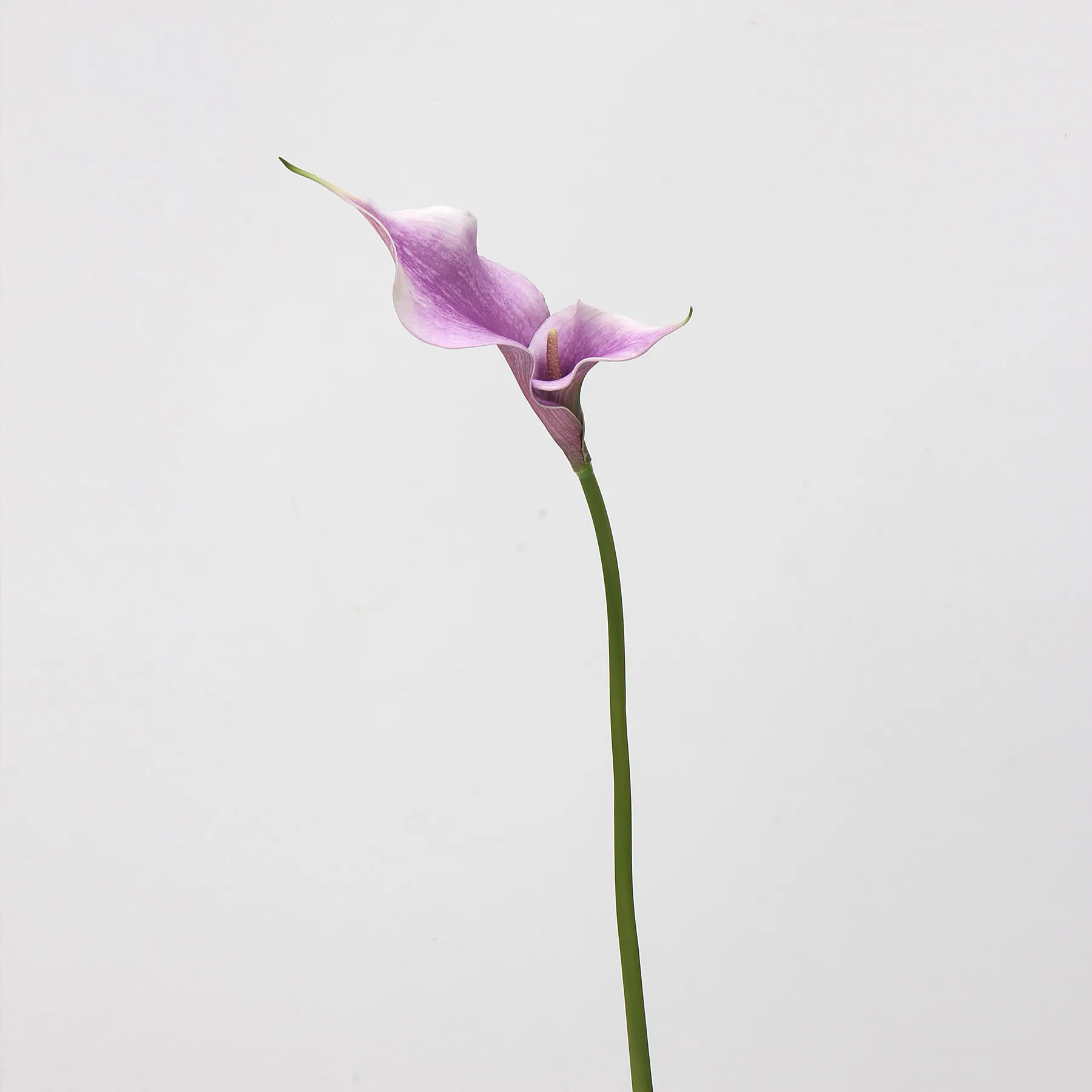 Lily de cala