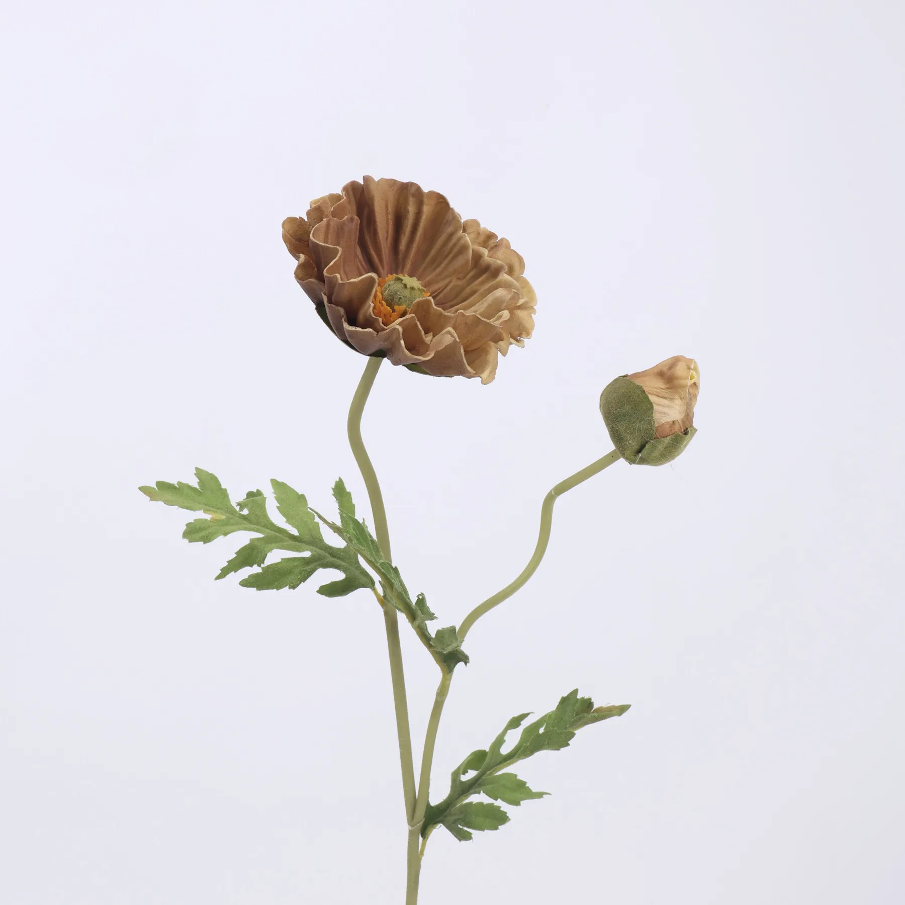 amapola de maíz