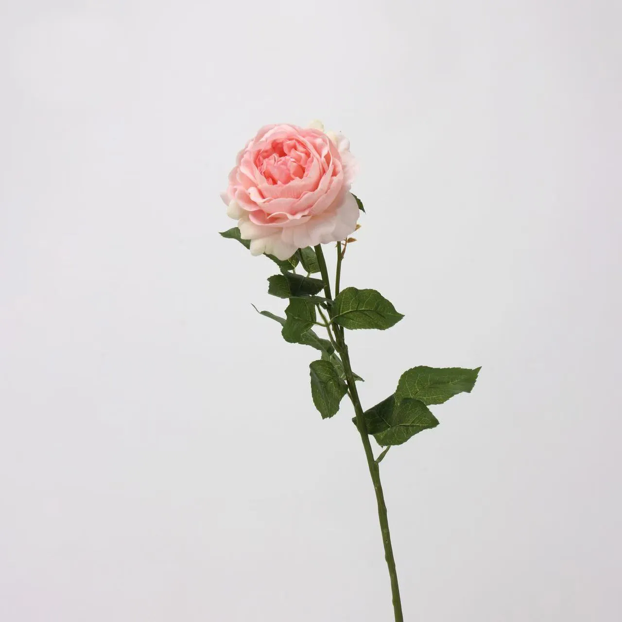 Rocío de loto rosa