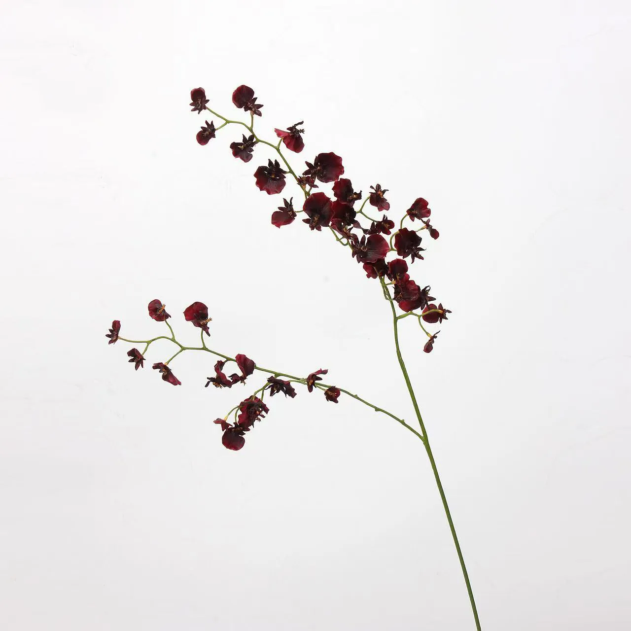orquídea de baile