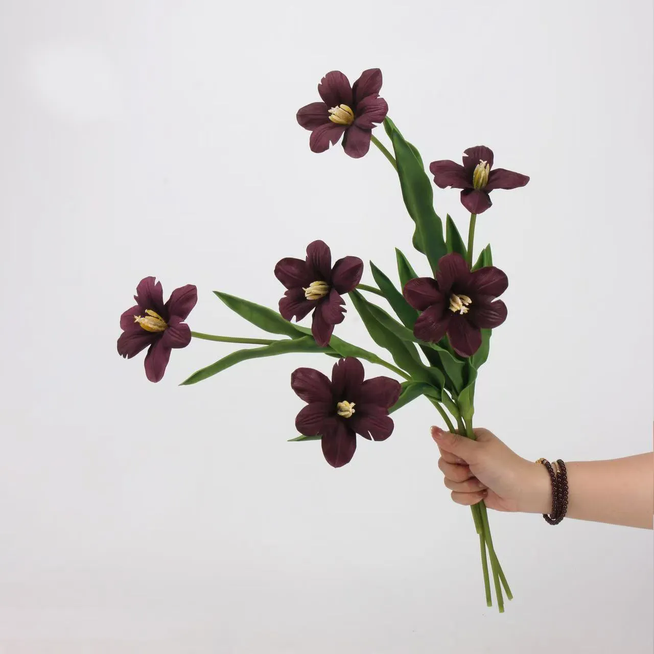 Brownie tulip
