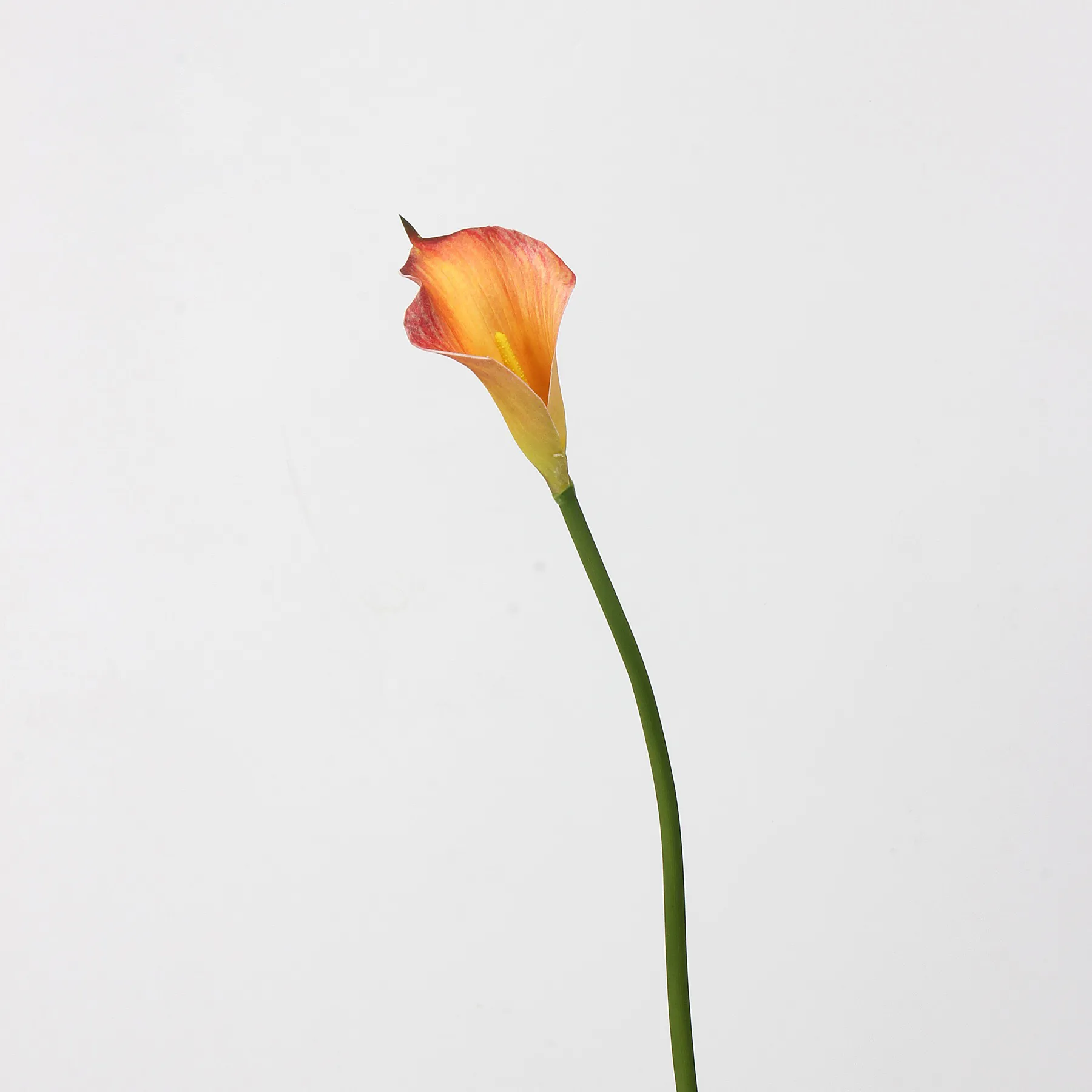 Lily de cala