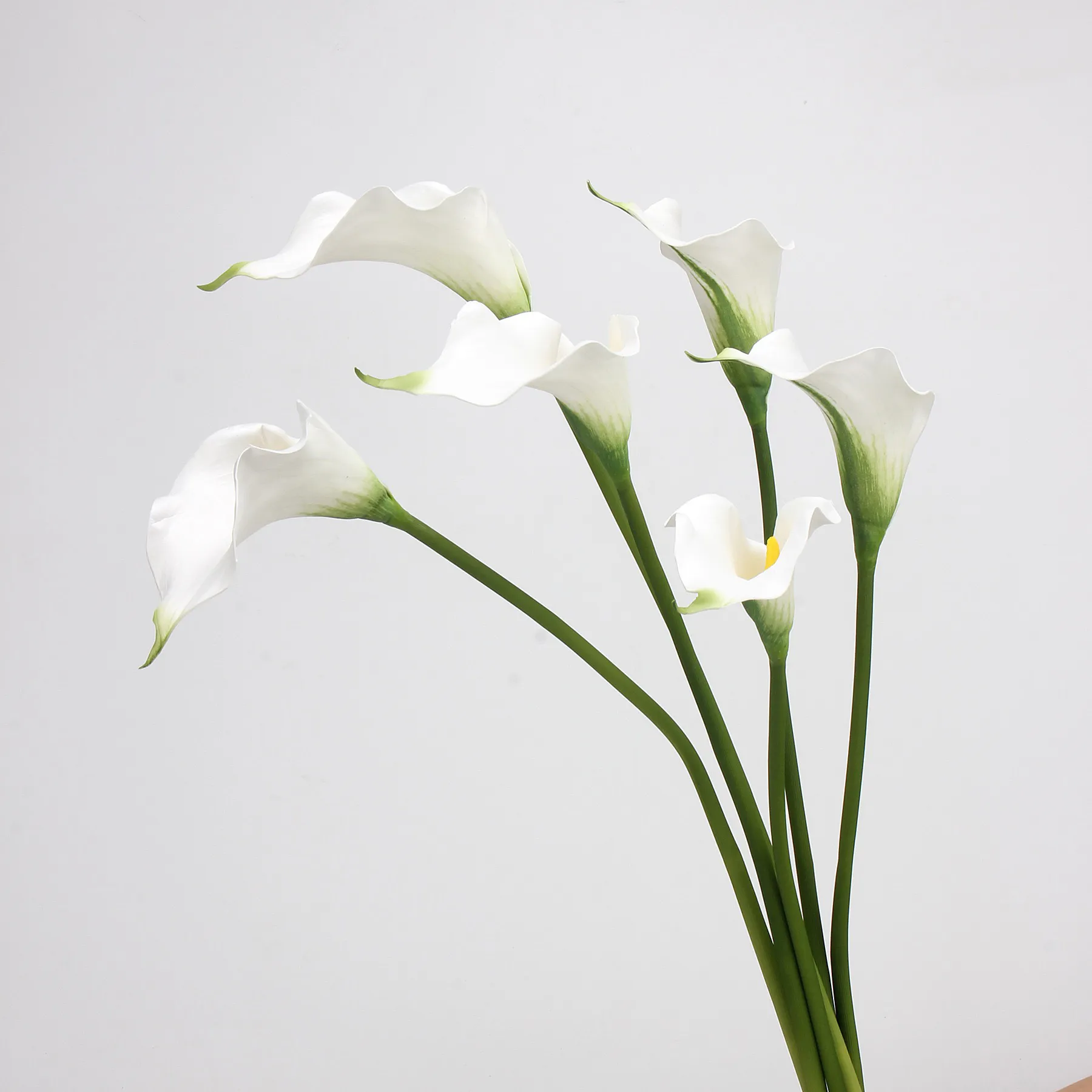 Lily de cala