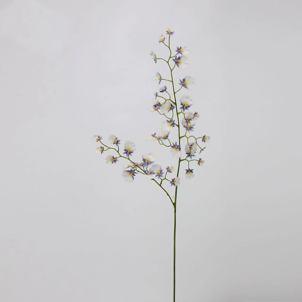 orquídea de baile