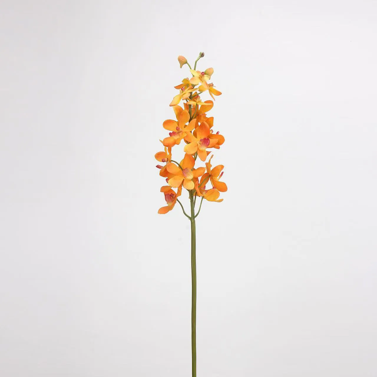 dendrobio