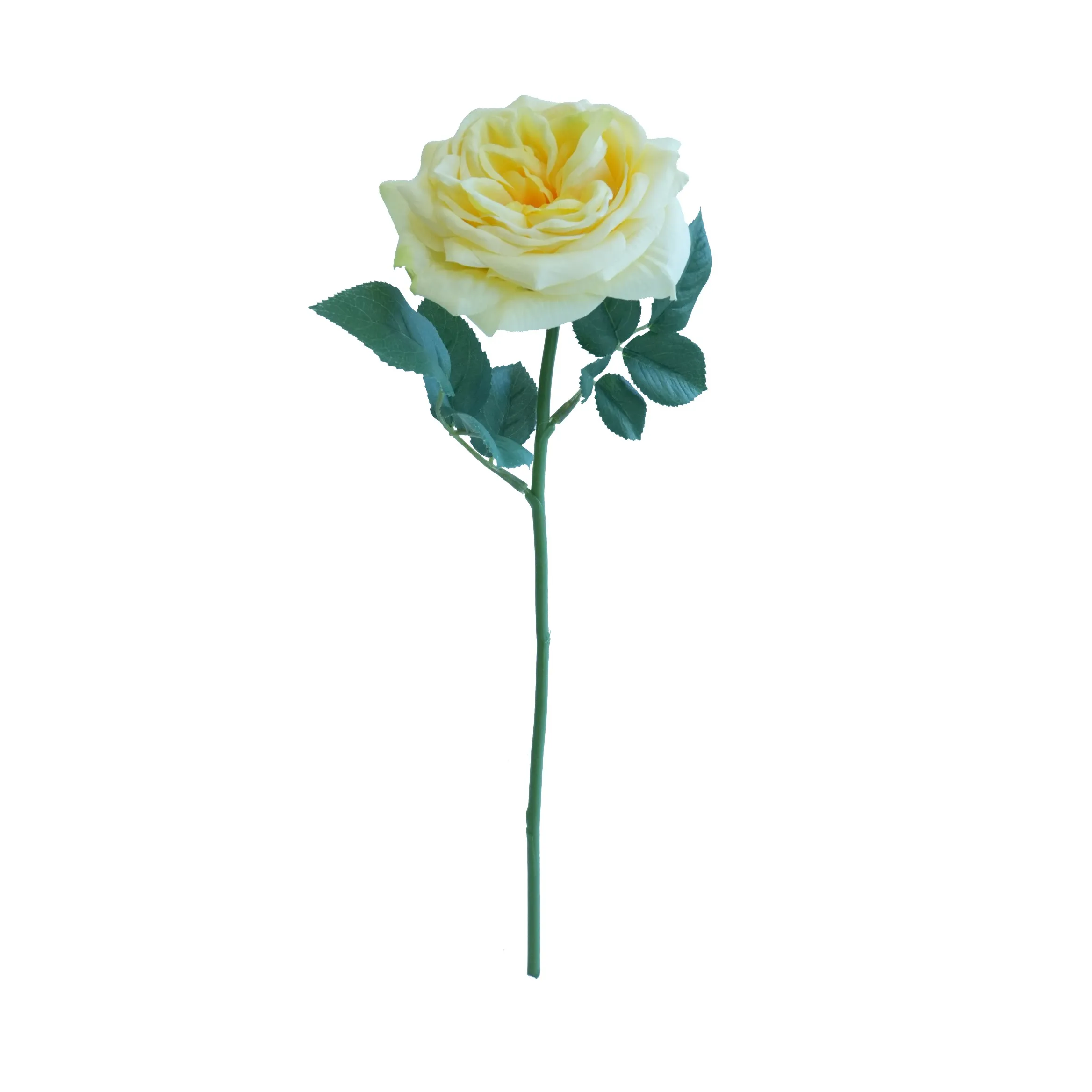 Rose de lirio corto