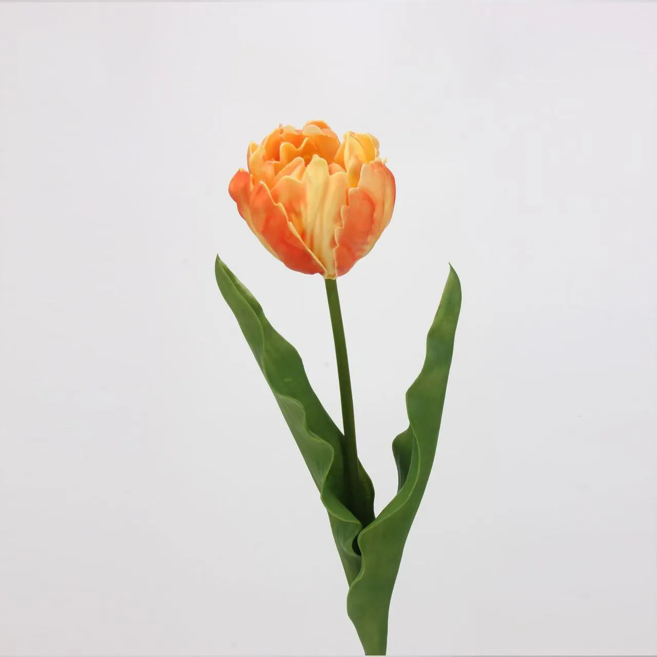 tulipán rococo