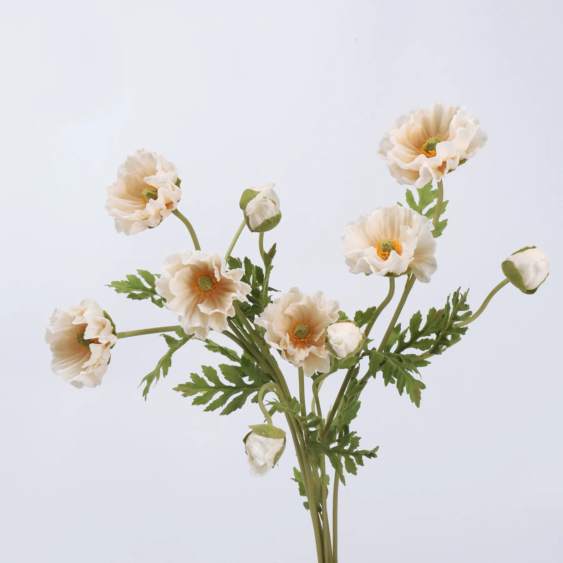 amapola de maíz