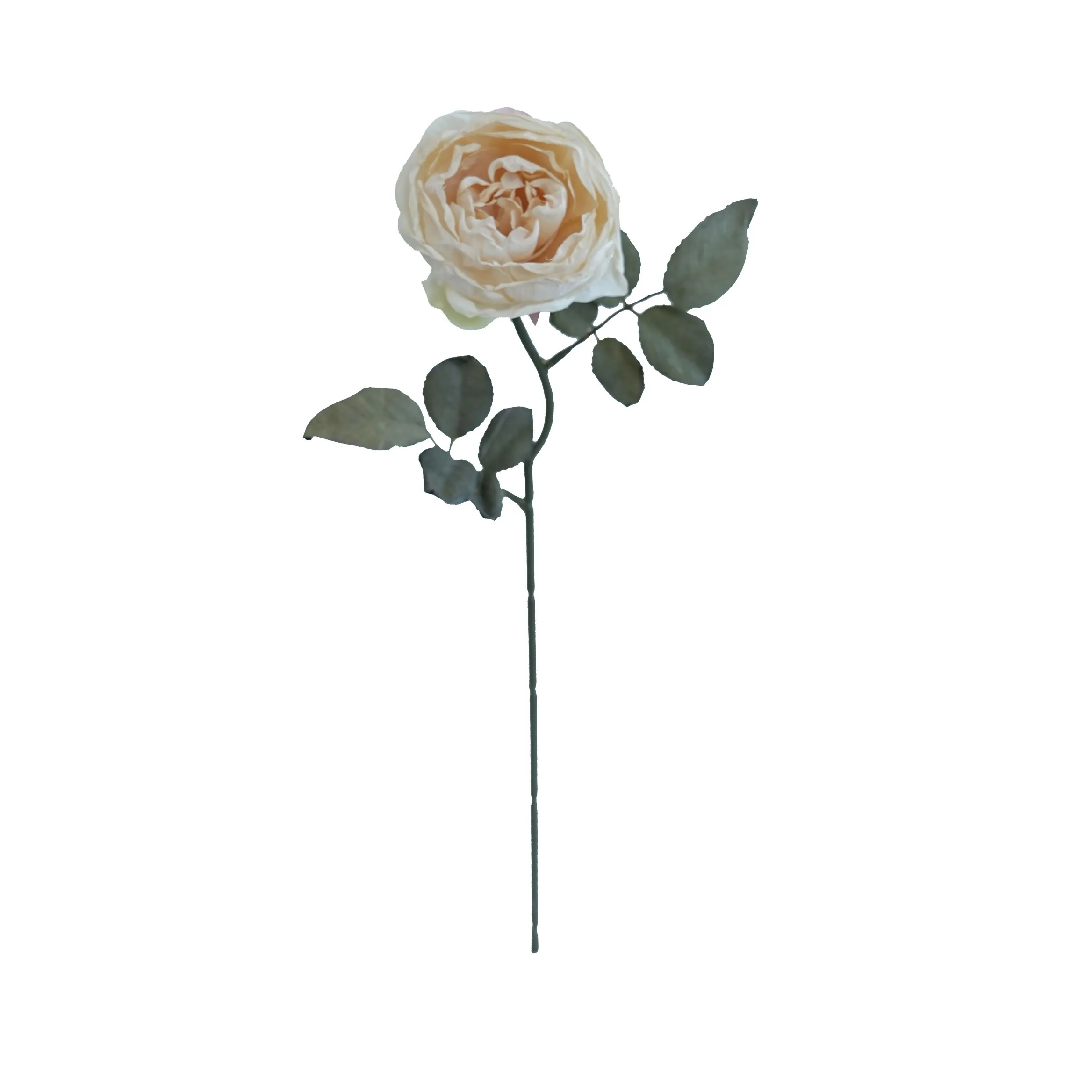 Joanna Montana Rose