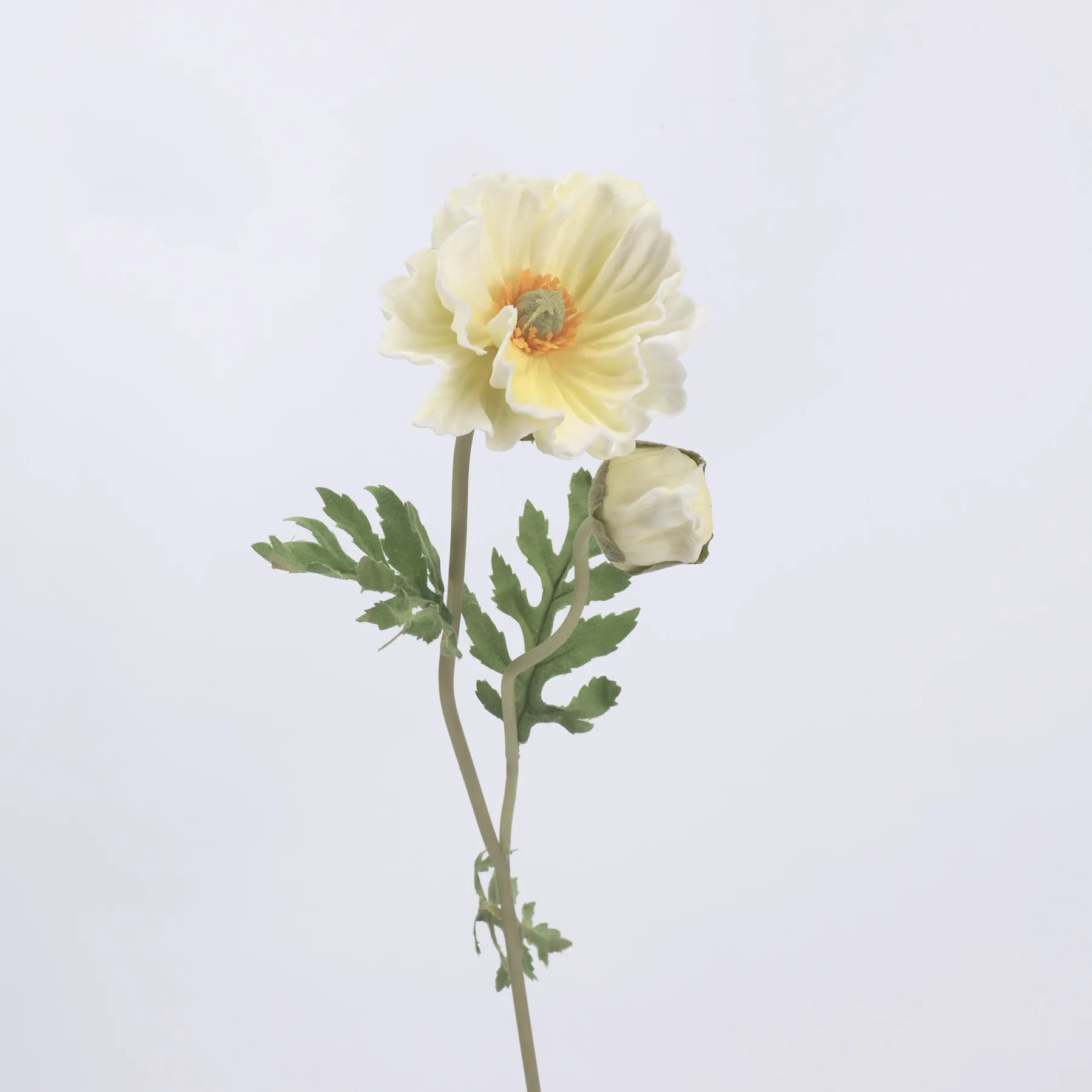amapola de maíz