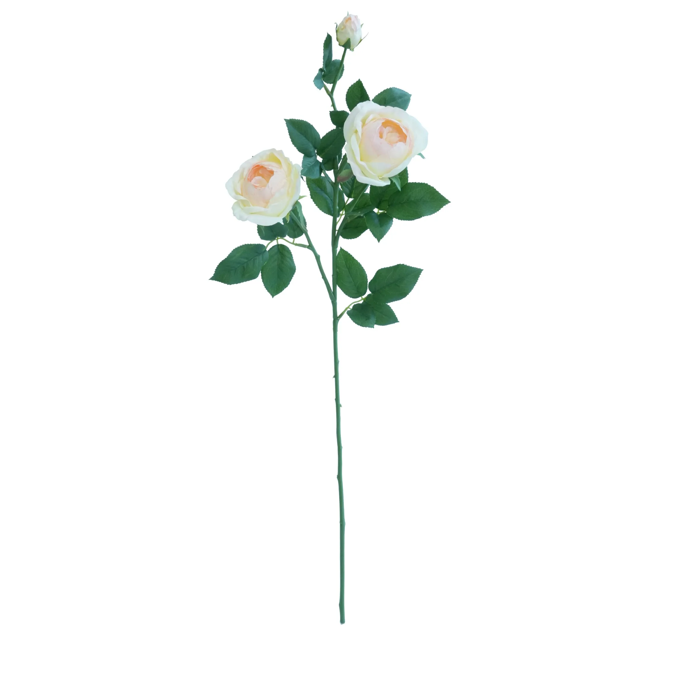 Una sola rosa de mariposa