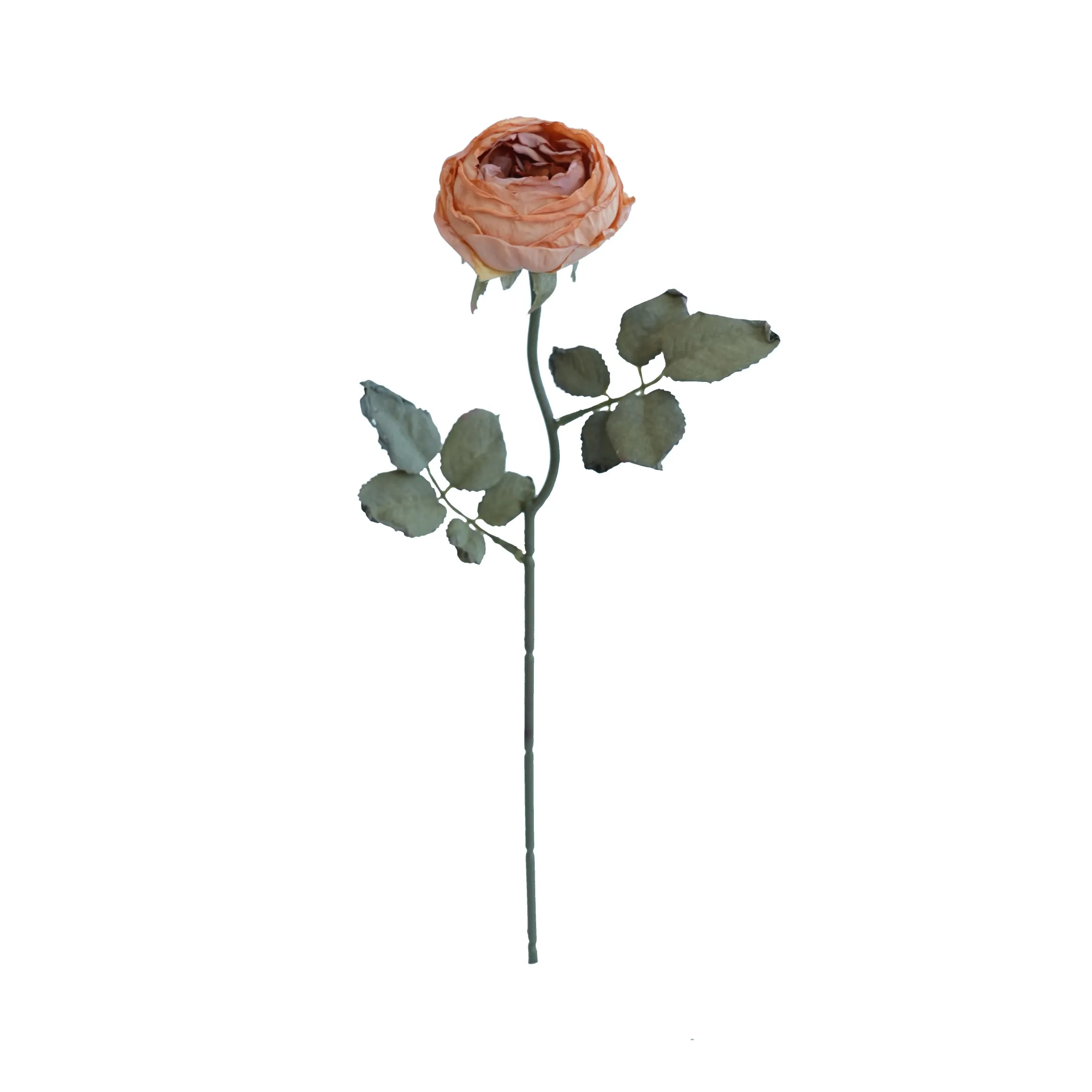 Joanna Montana Rose
