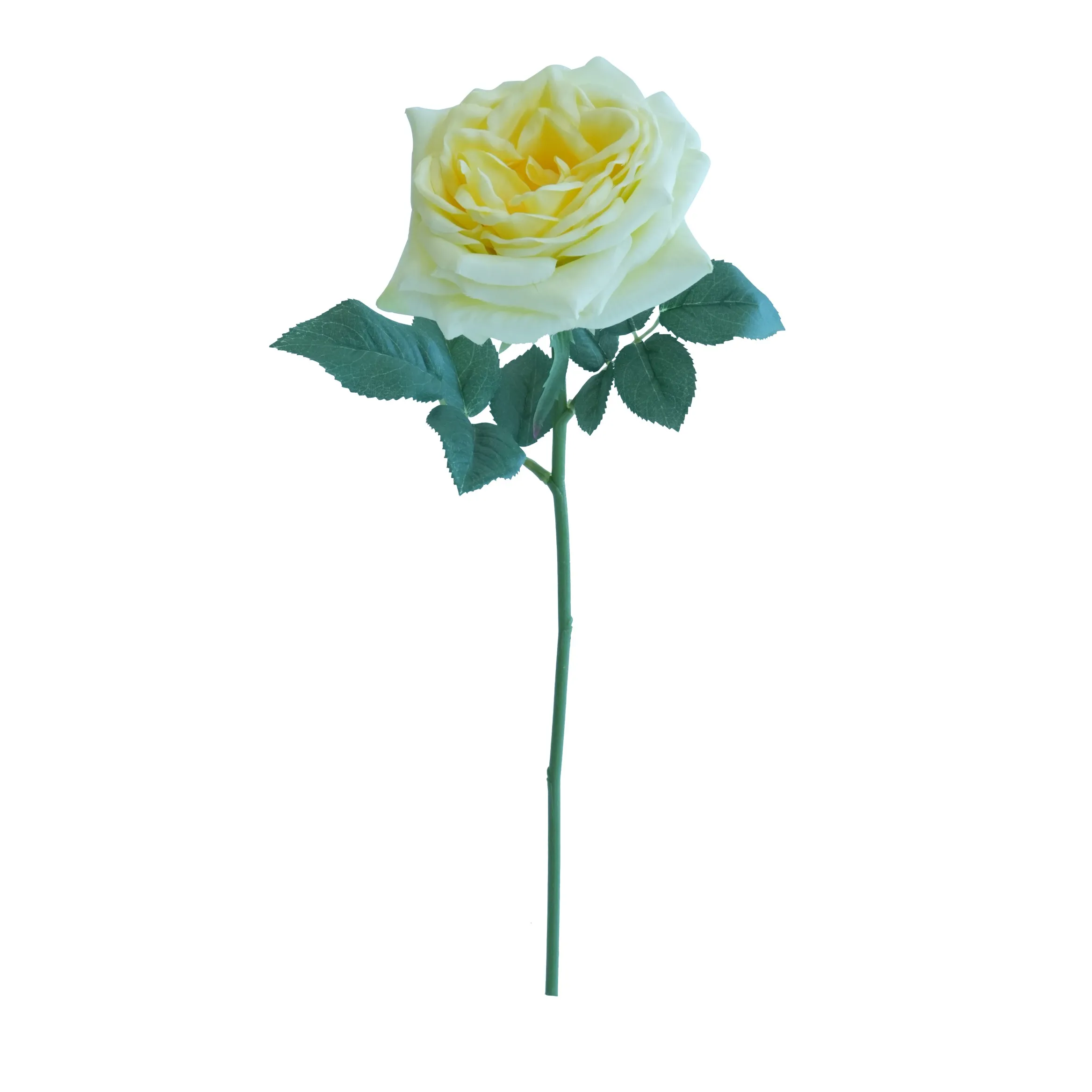 Rose de lirio corto