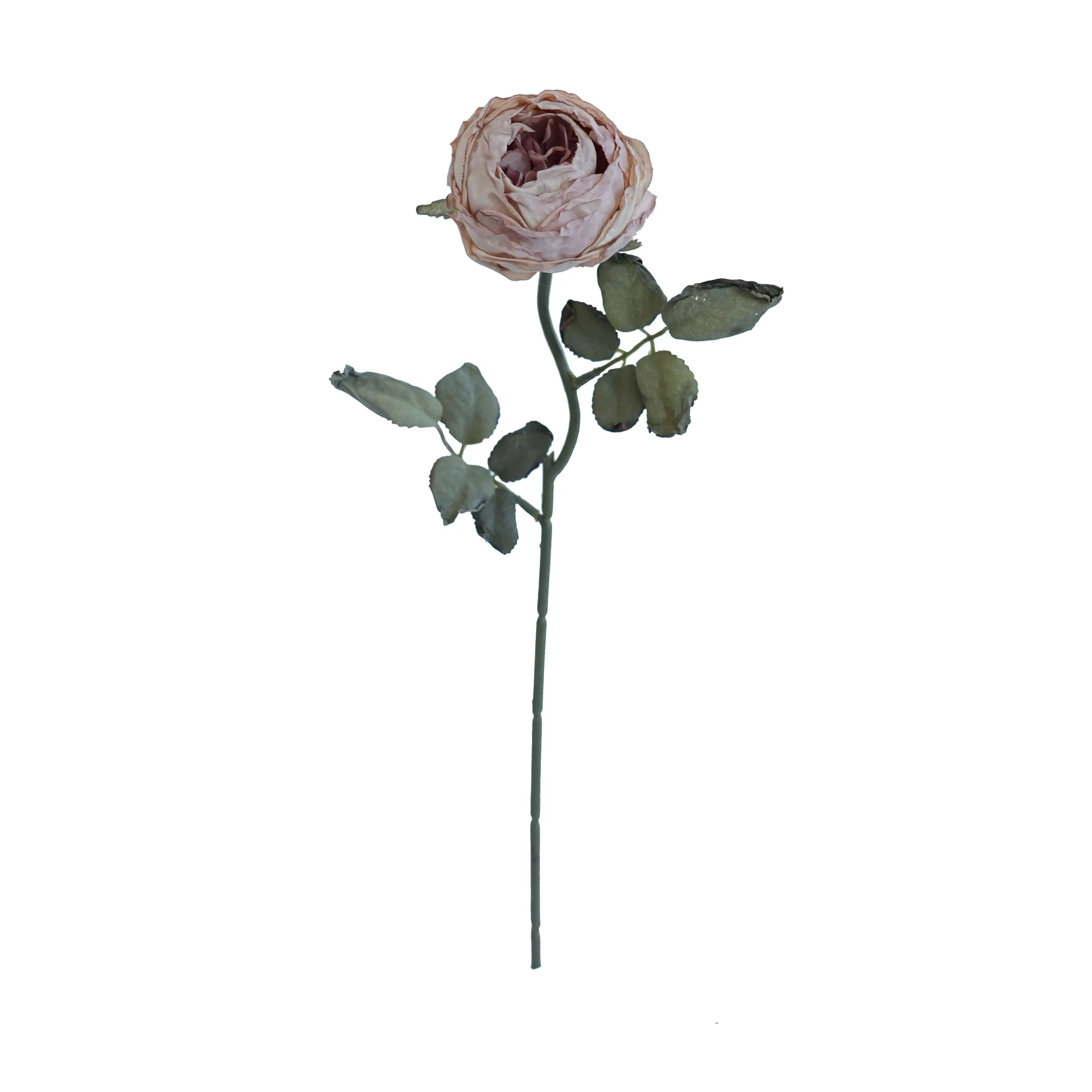 Joanna Montana Rose