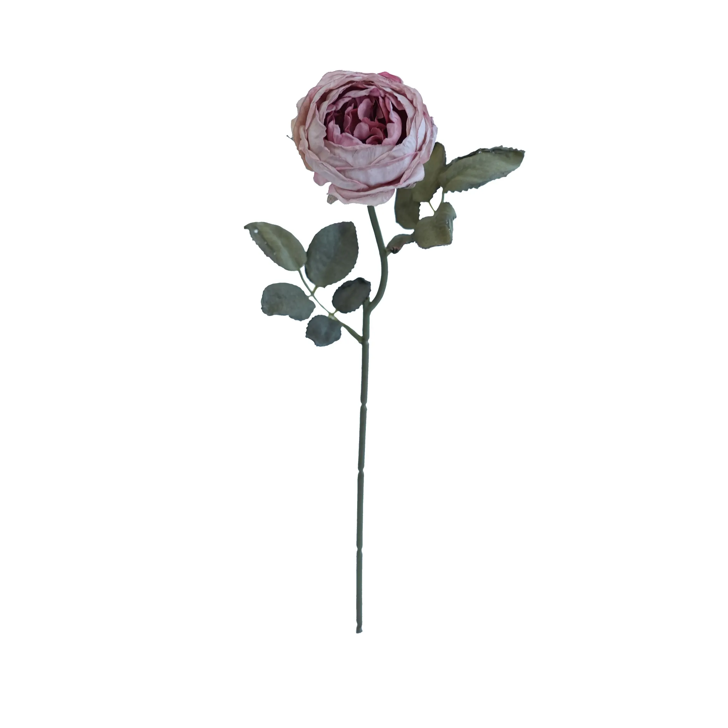 Joanna Montana Rose