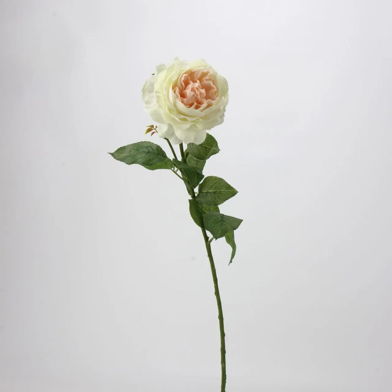 Rocío de loto rosa