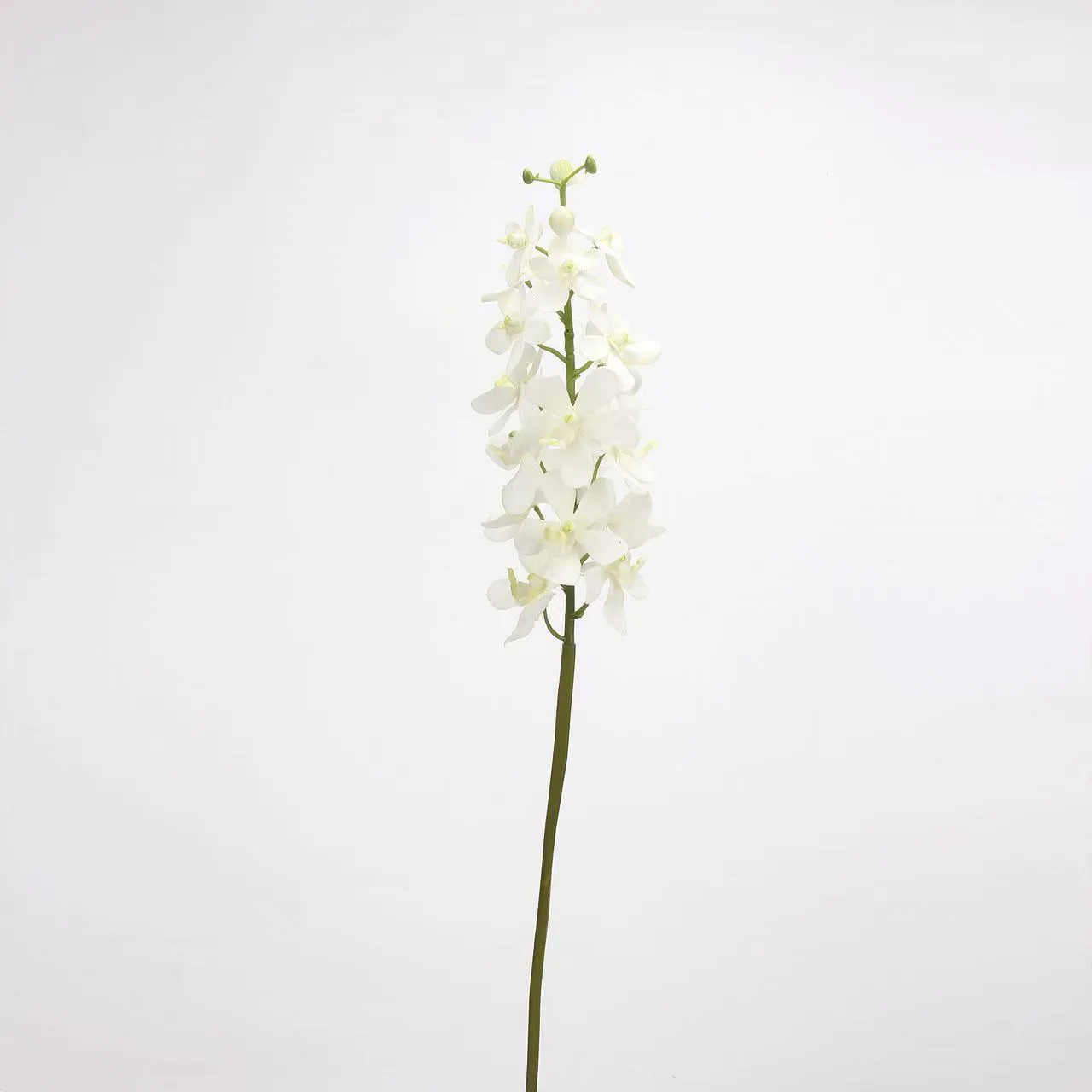 dendrobio