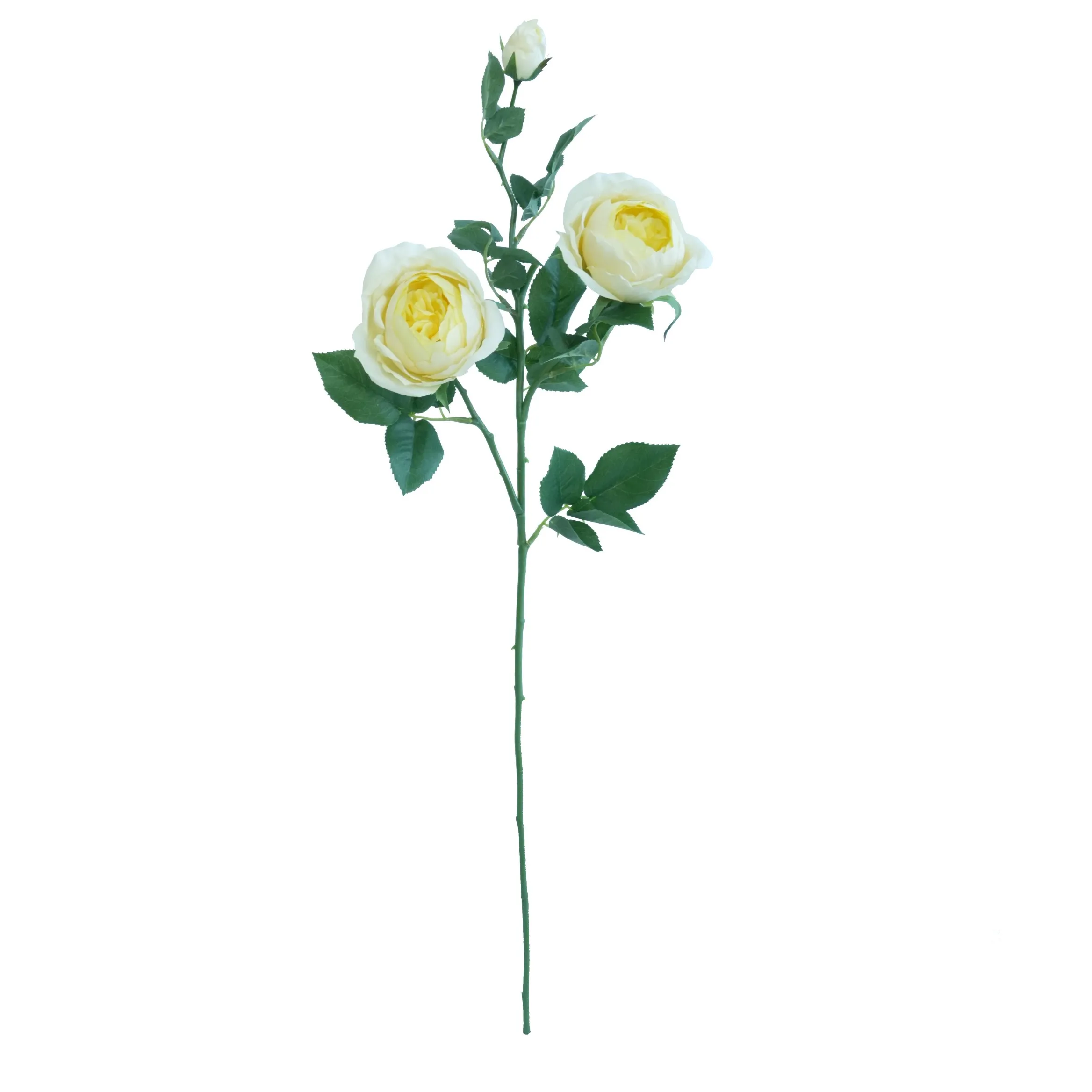 Una sola rosa de mariposa
