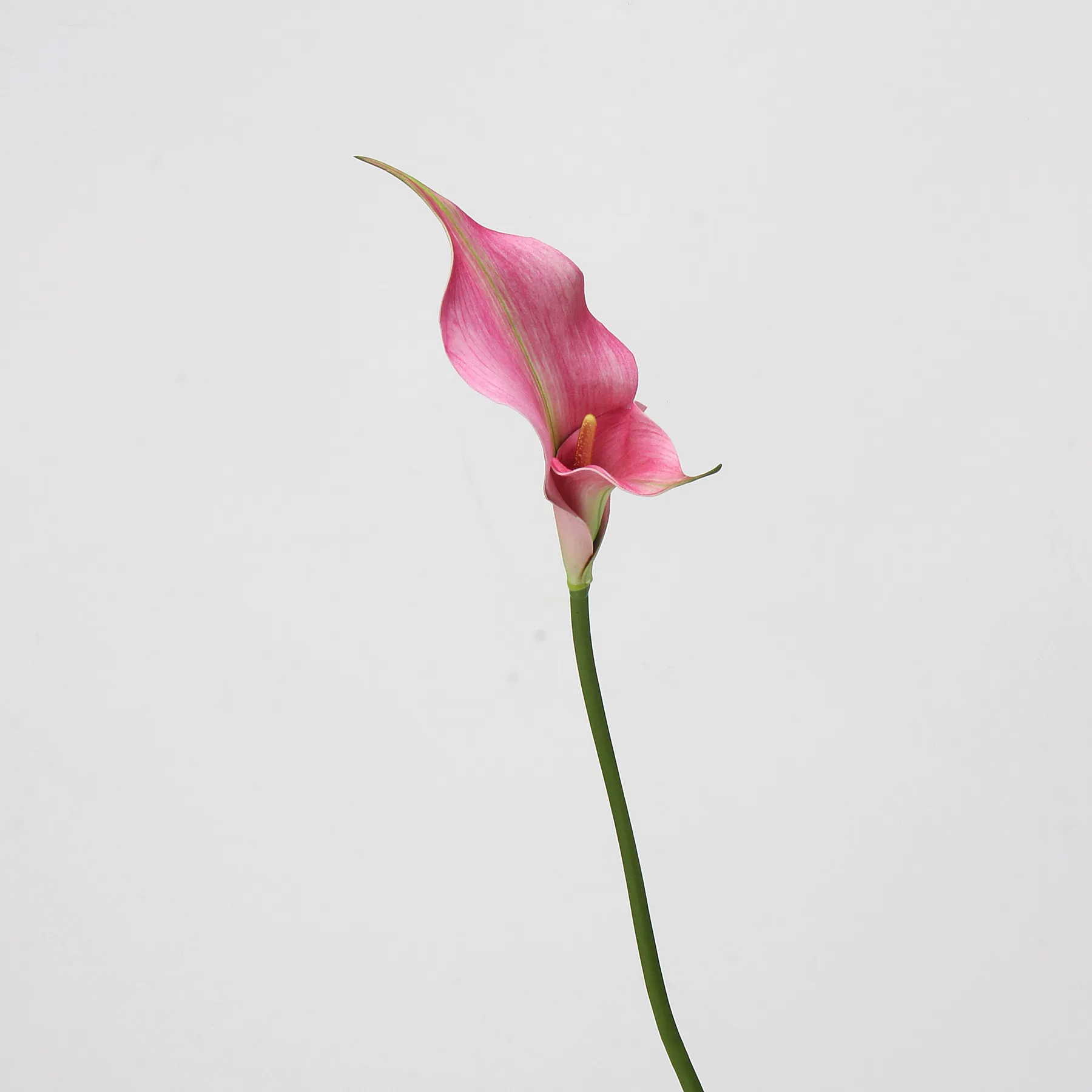 Lily de cala