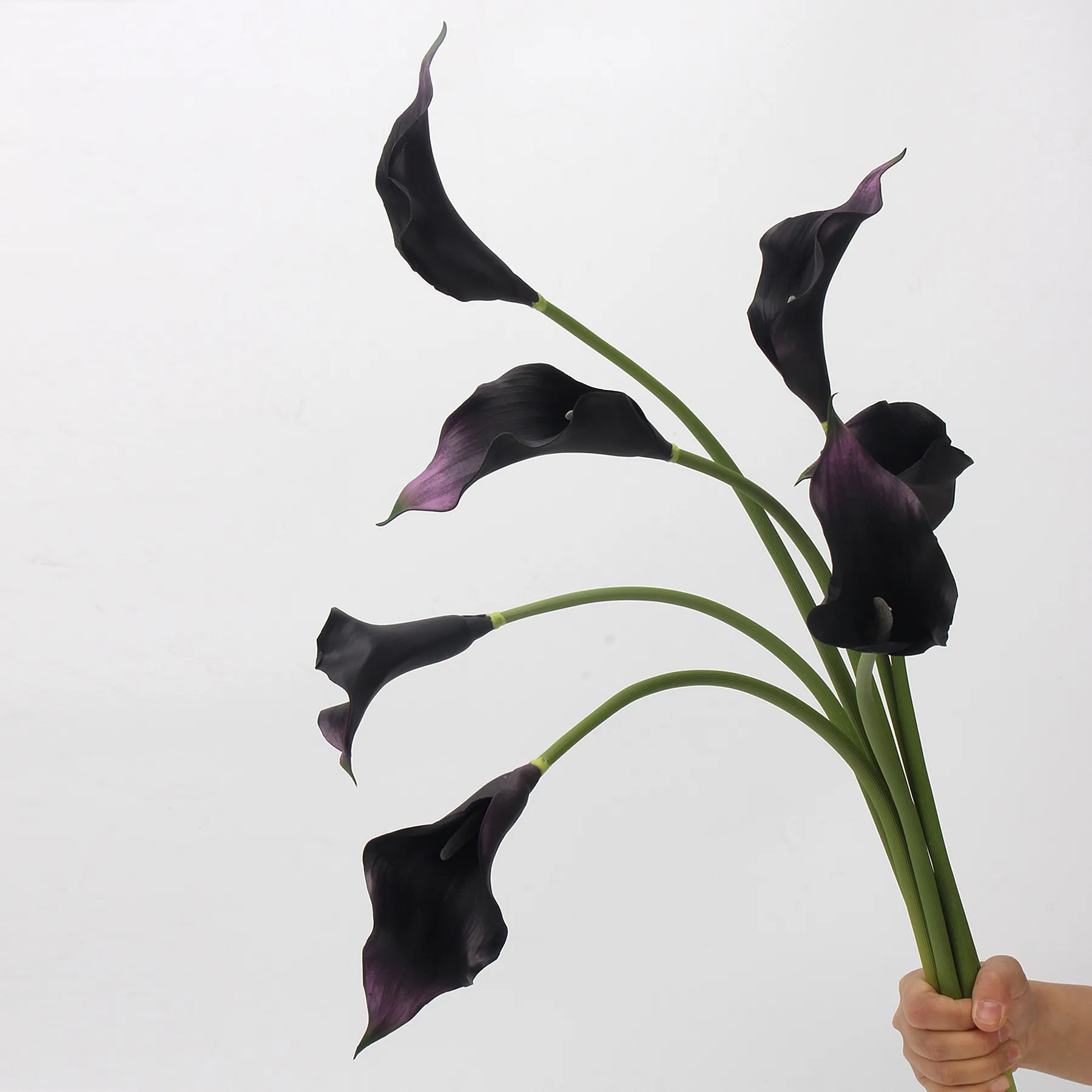 Lily de cala