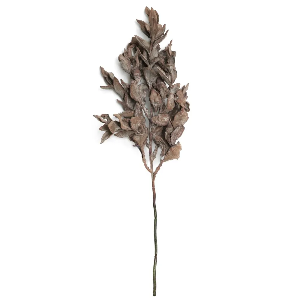 Hoja de yuanbao de rama corta