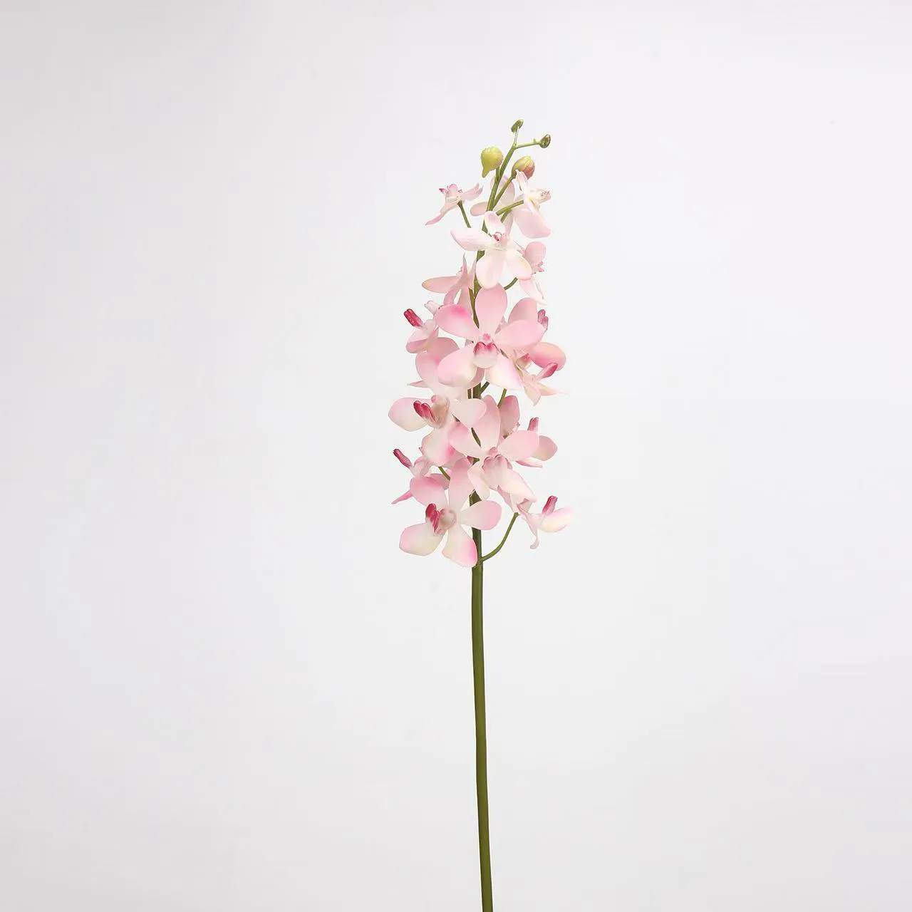 dendrobio