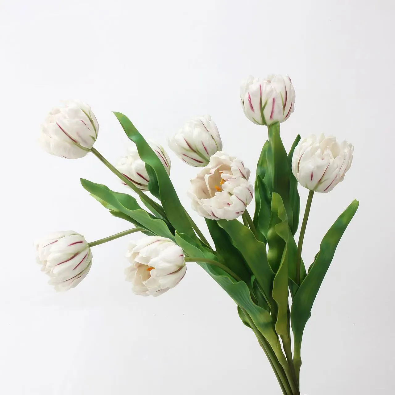 tulipán rococo