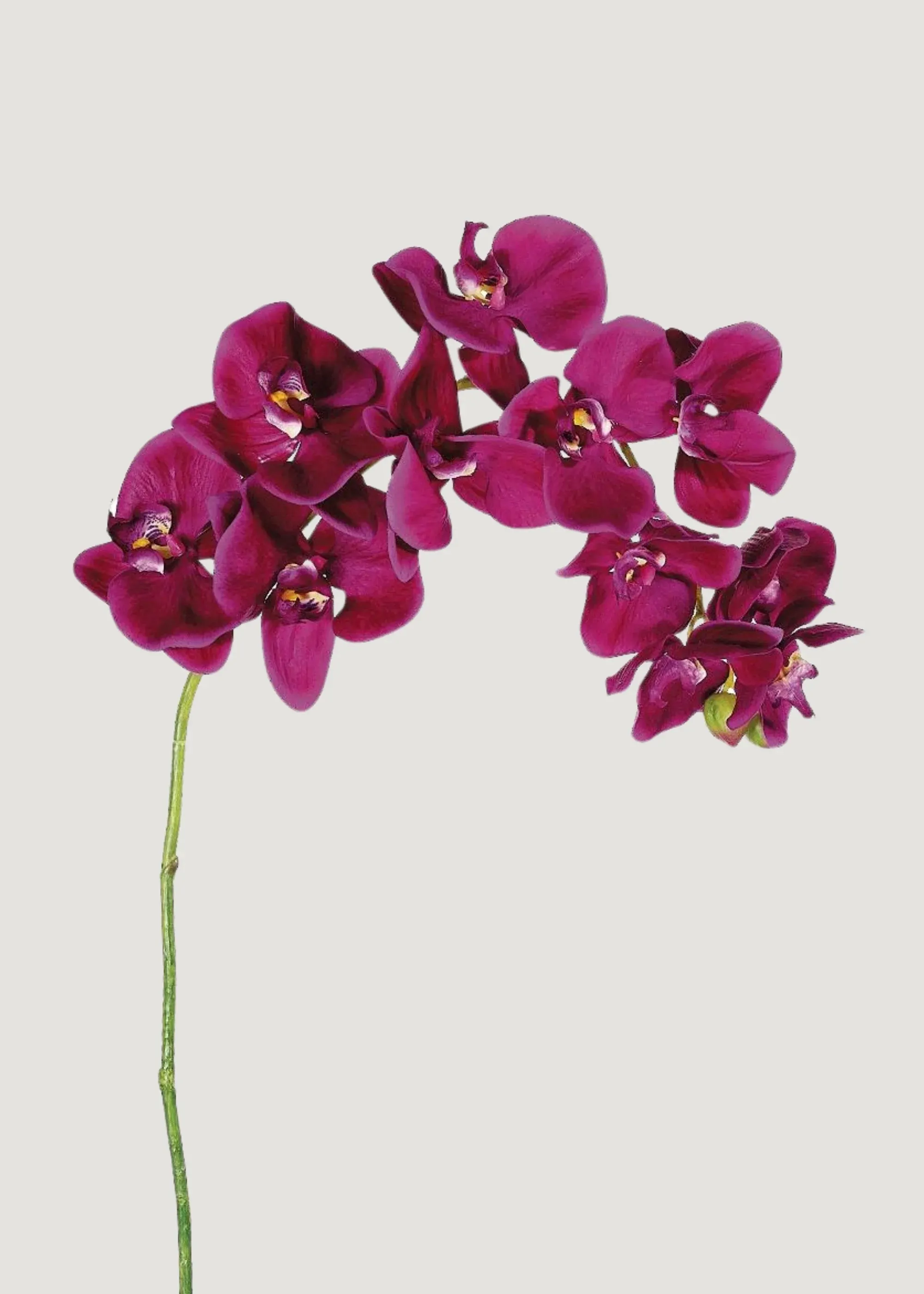 Orquídea de Phalaenopsis