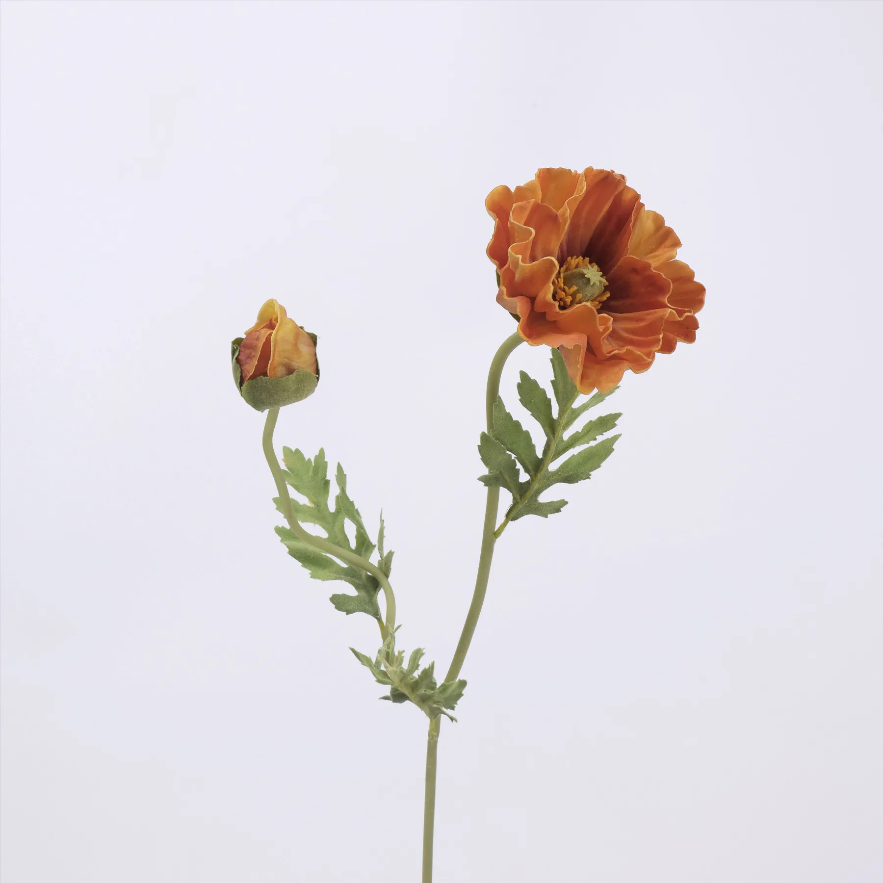 amapola de maíz