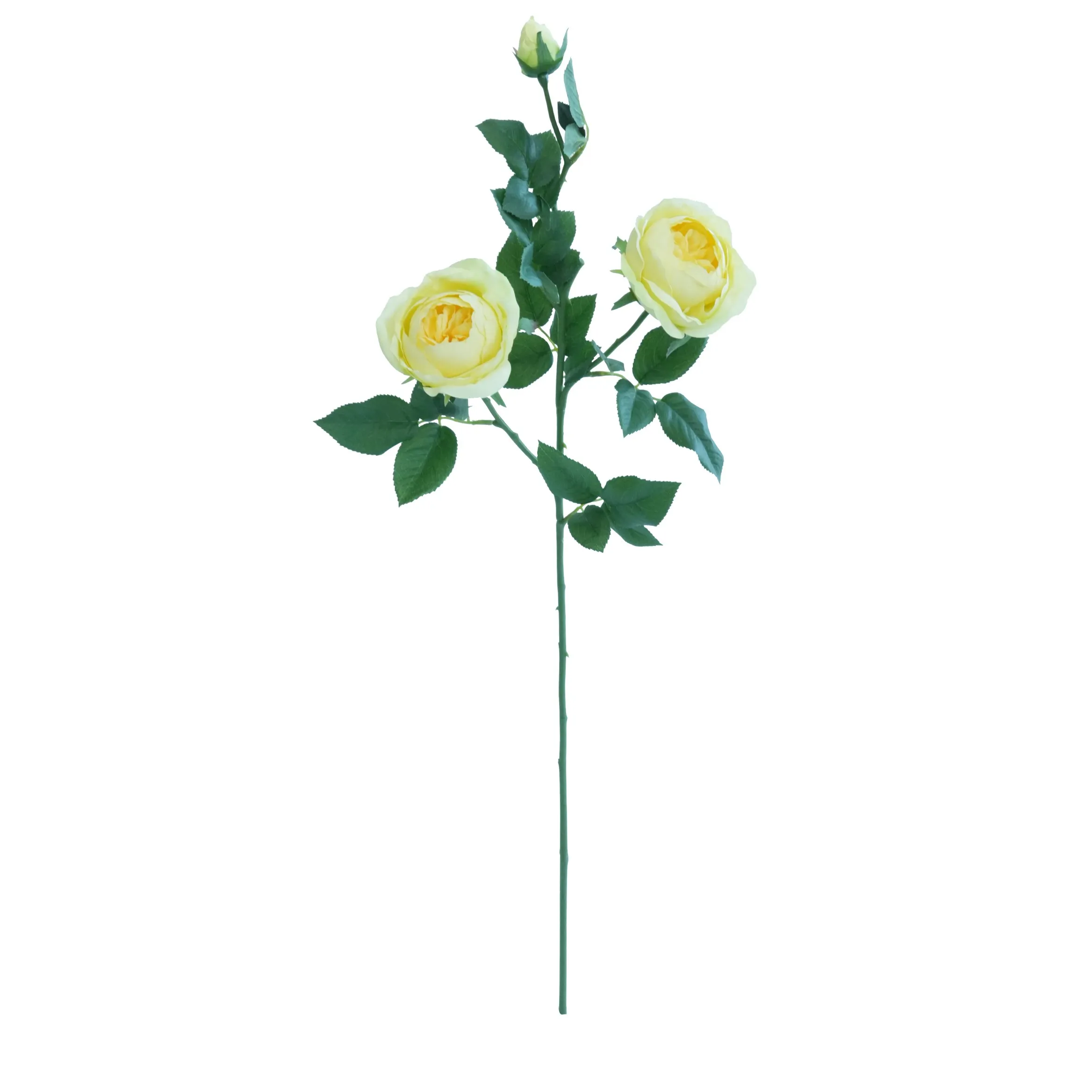 Una sola rosa de mariposa