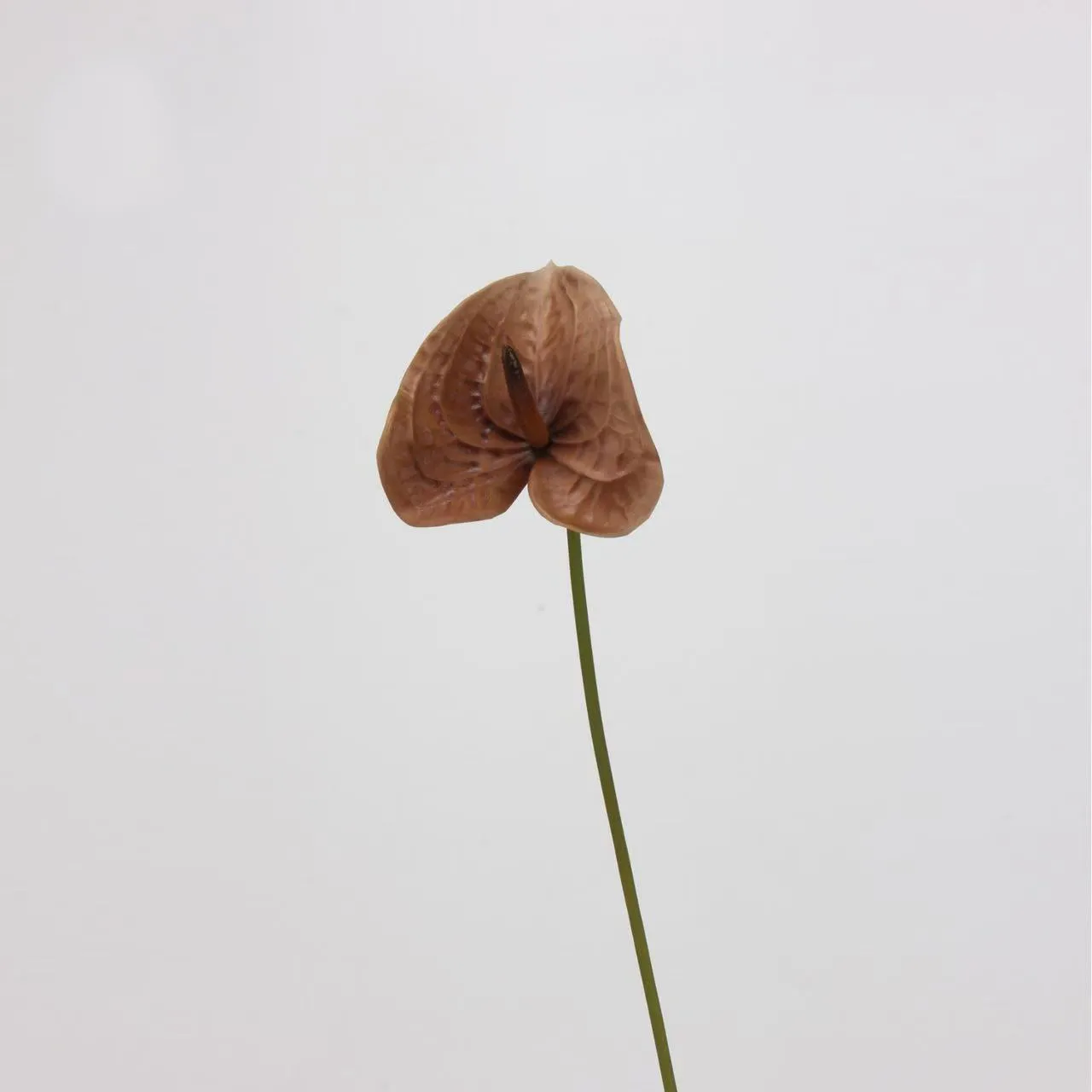 palmera de antrhurium