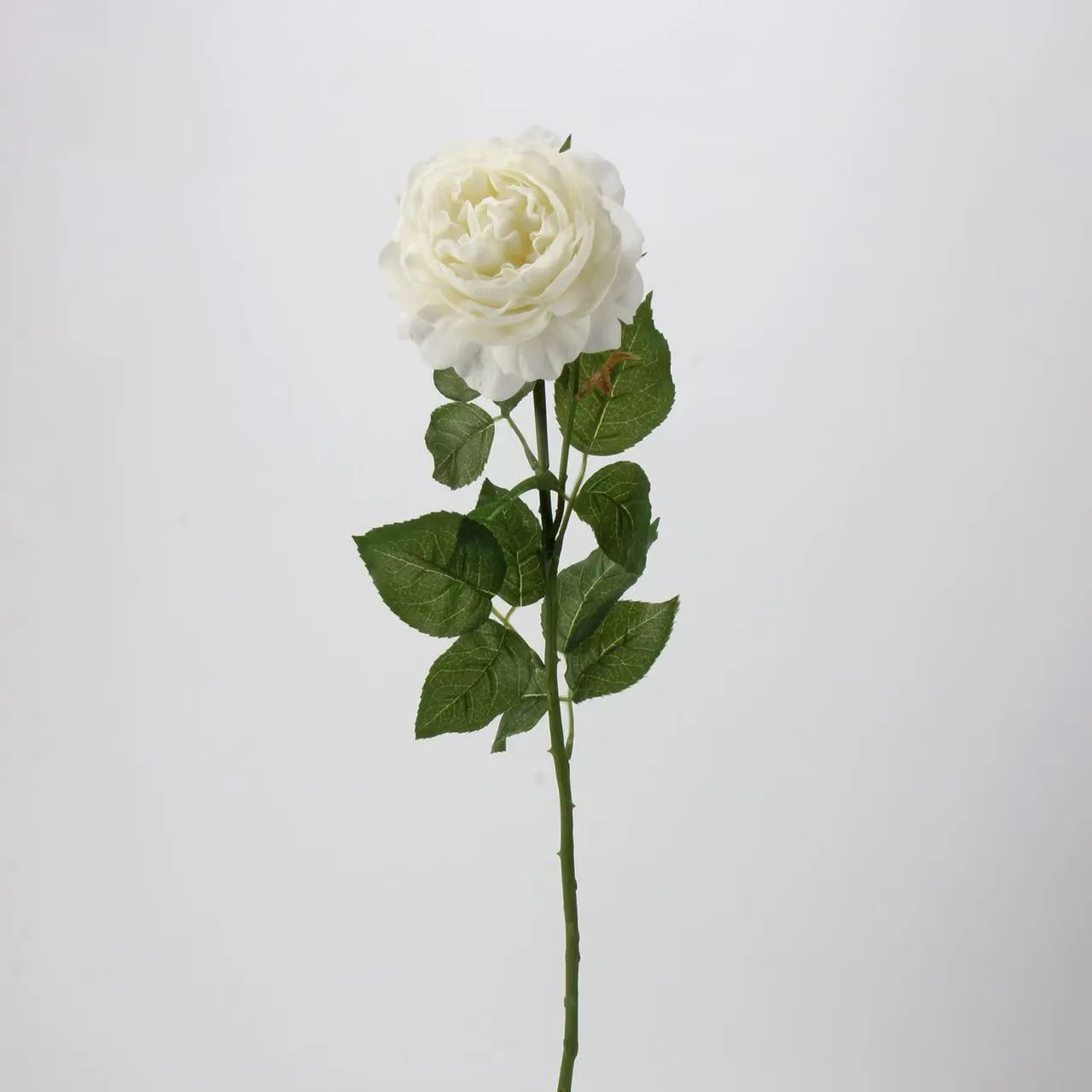 Rocío de loto rosa