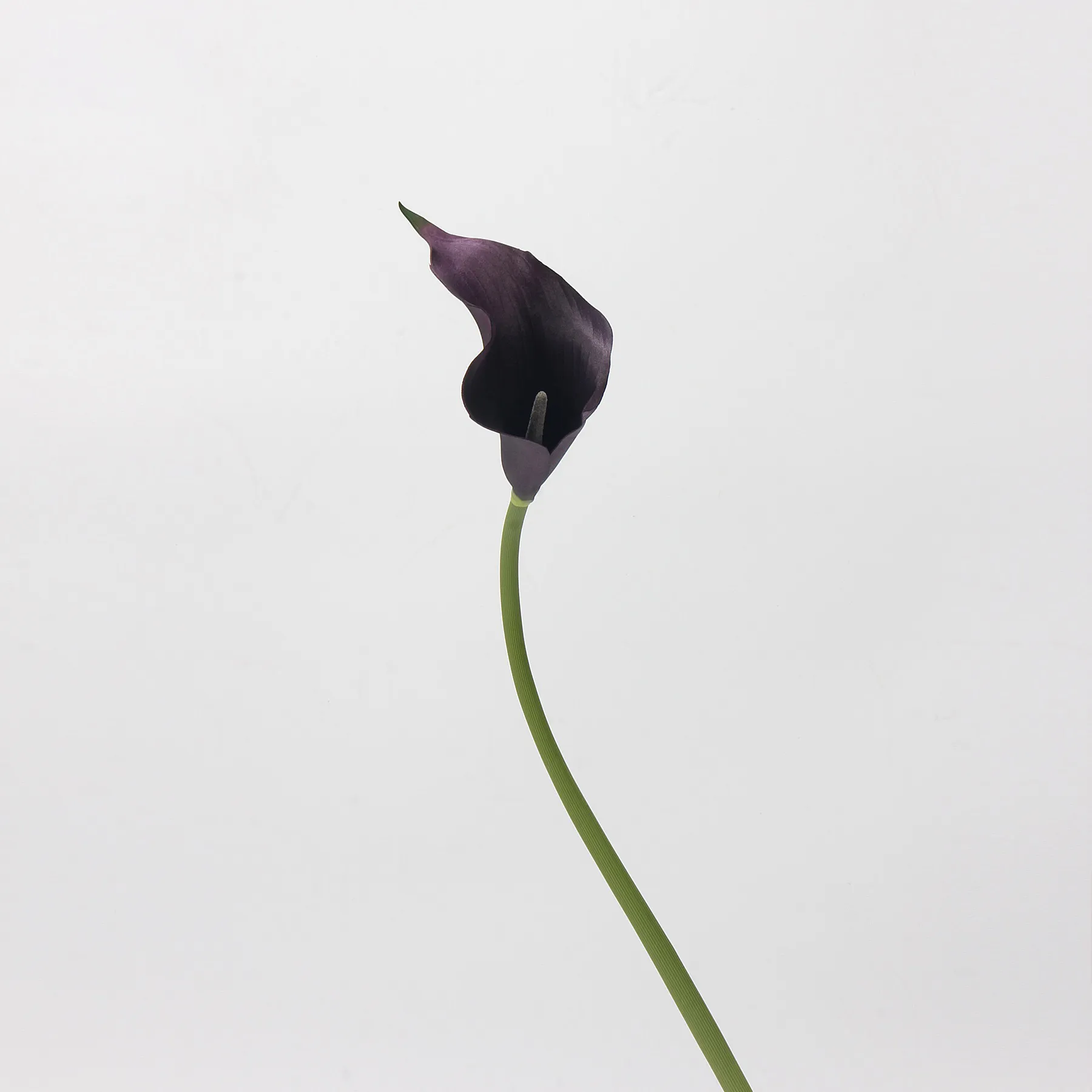 Lily de cala