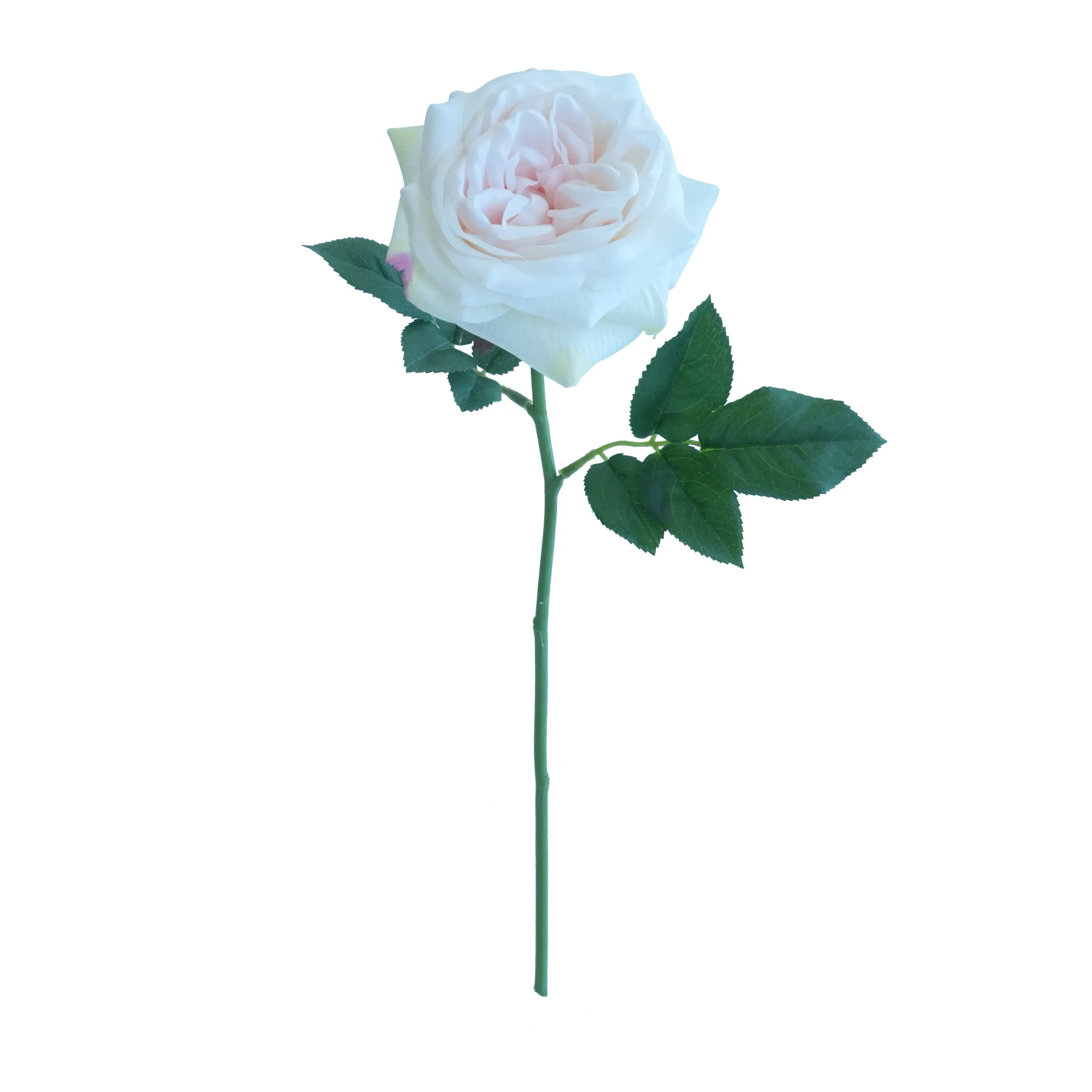 Rose de lirio corto