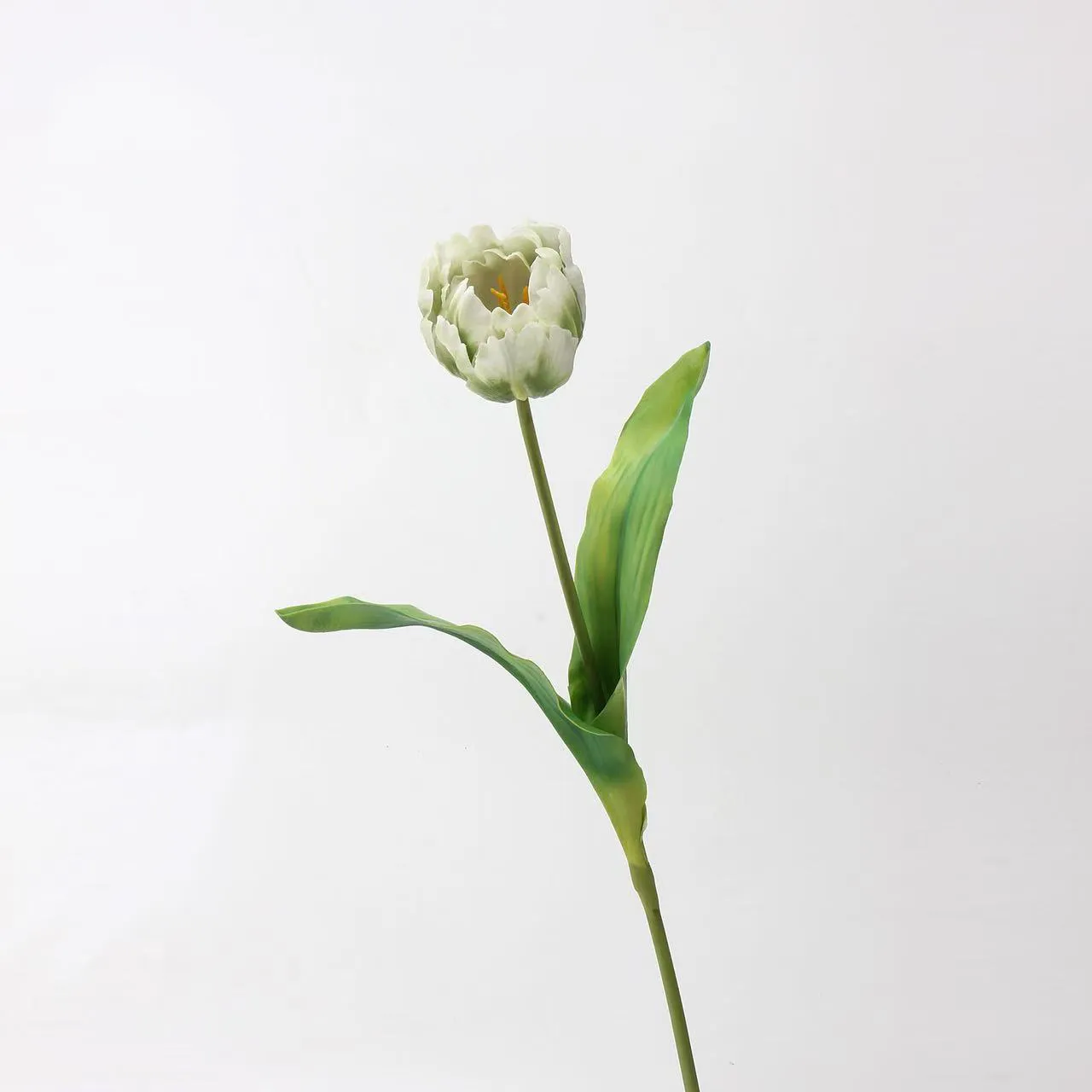 tulipán rococo
