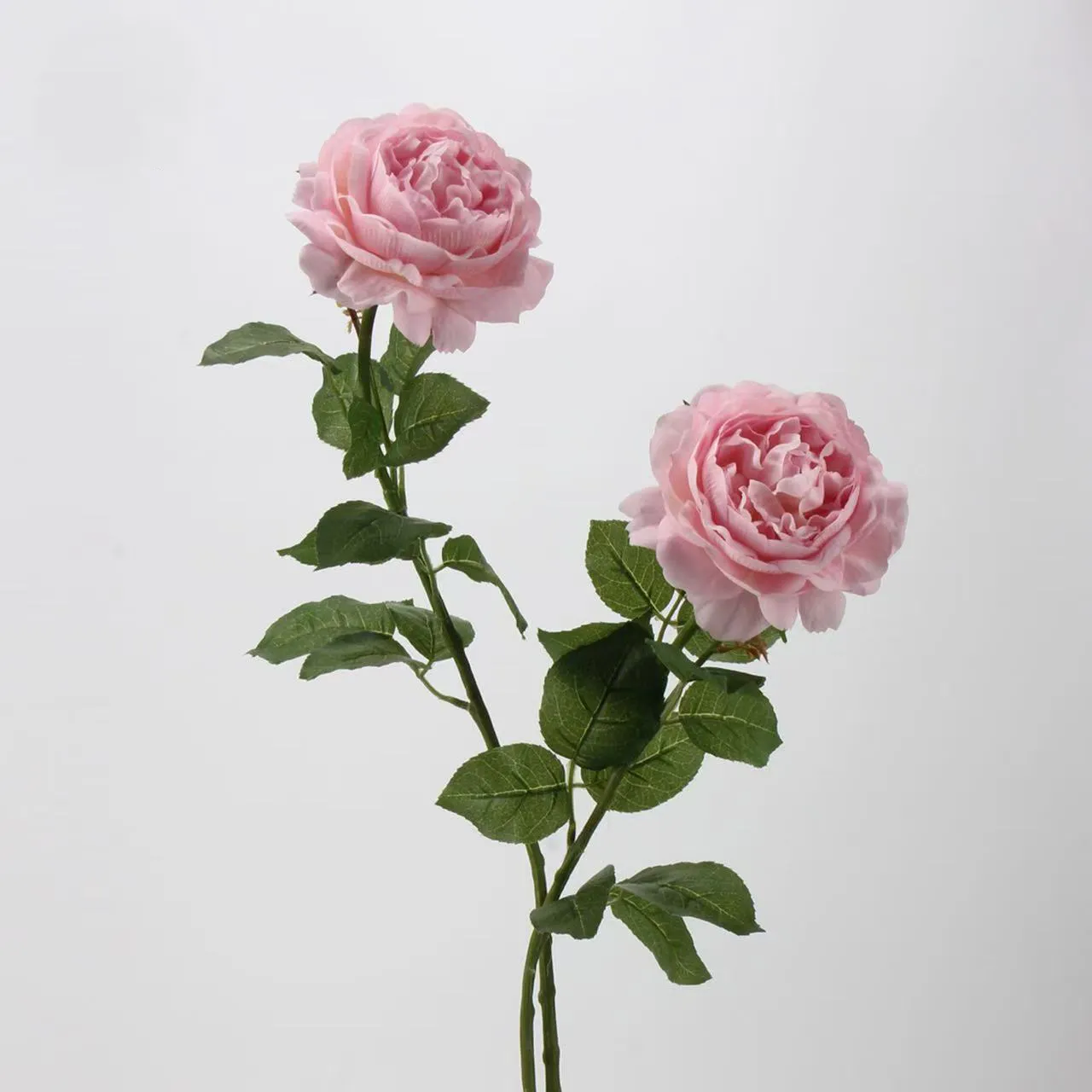 Rocío de loto rosa