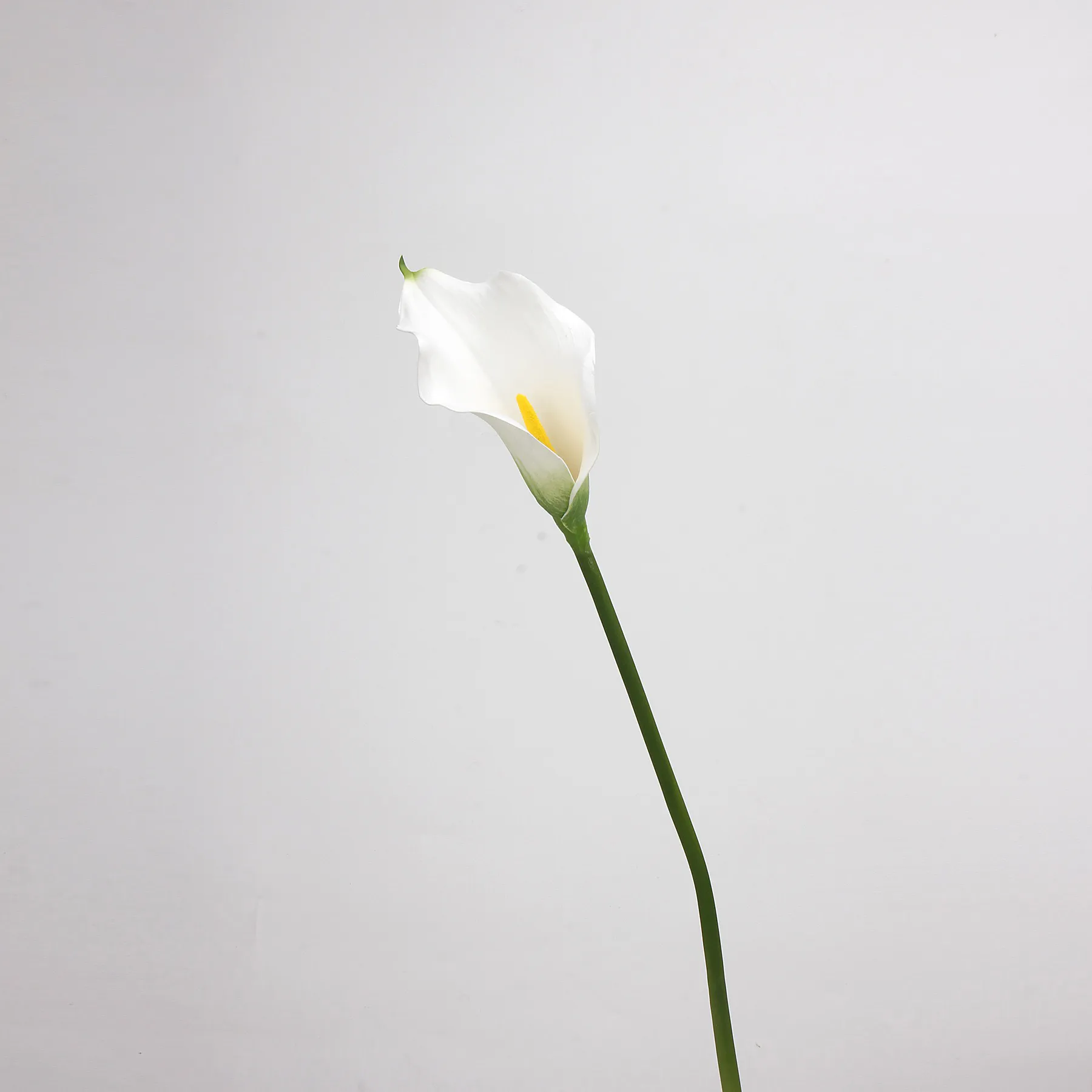 Lily de cala