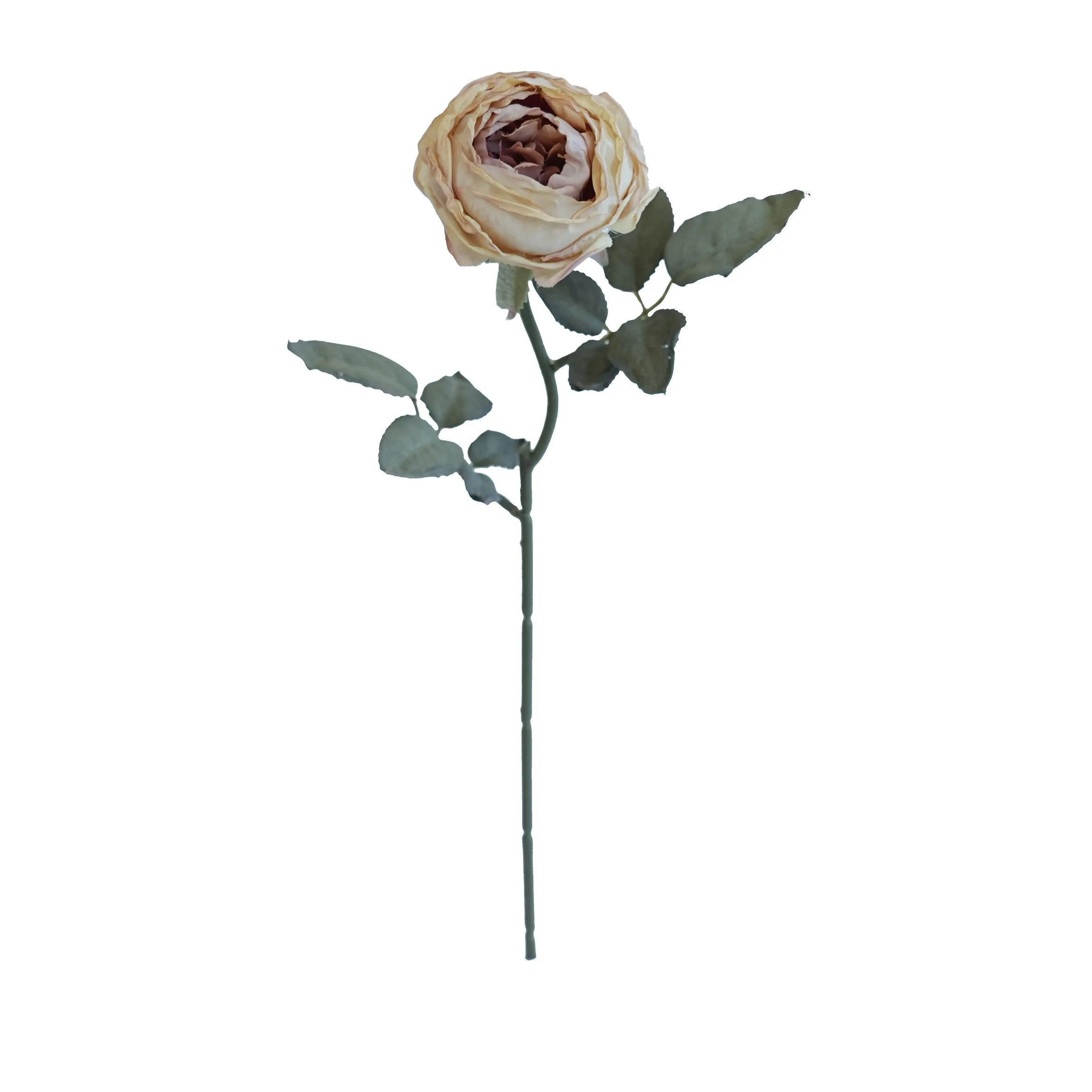 Joanna Montana Rose