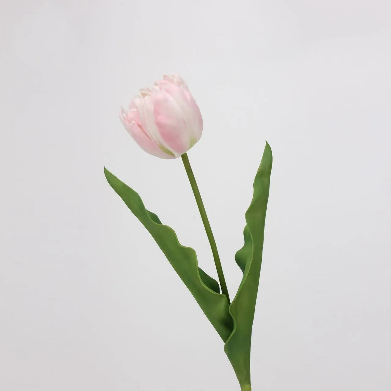 tulipán rococo