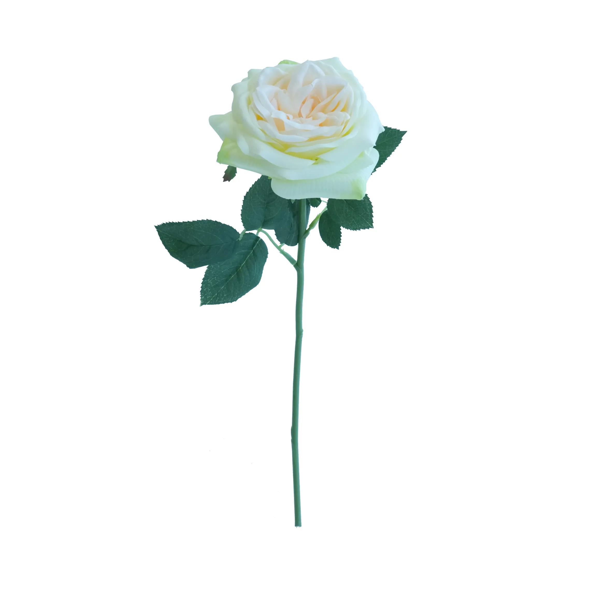 Rose de lirio corto