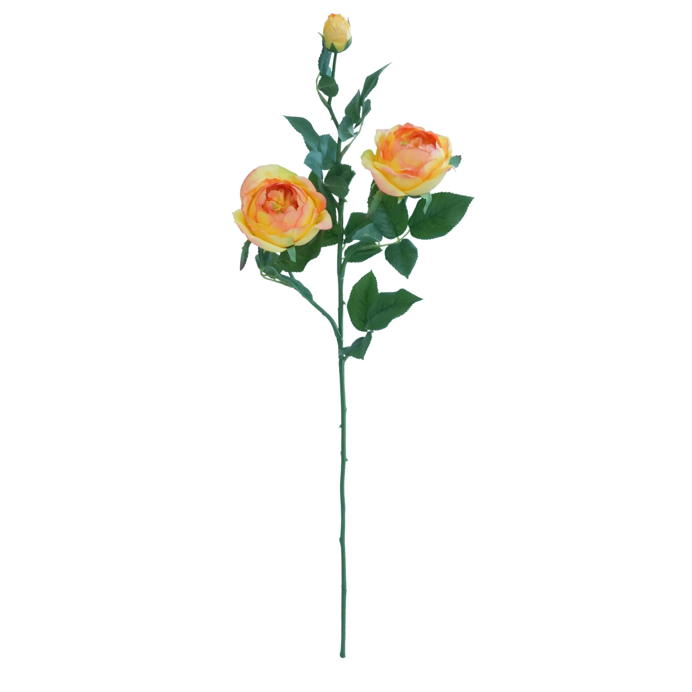 Una sola rosa de mariposa